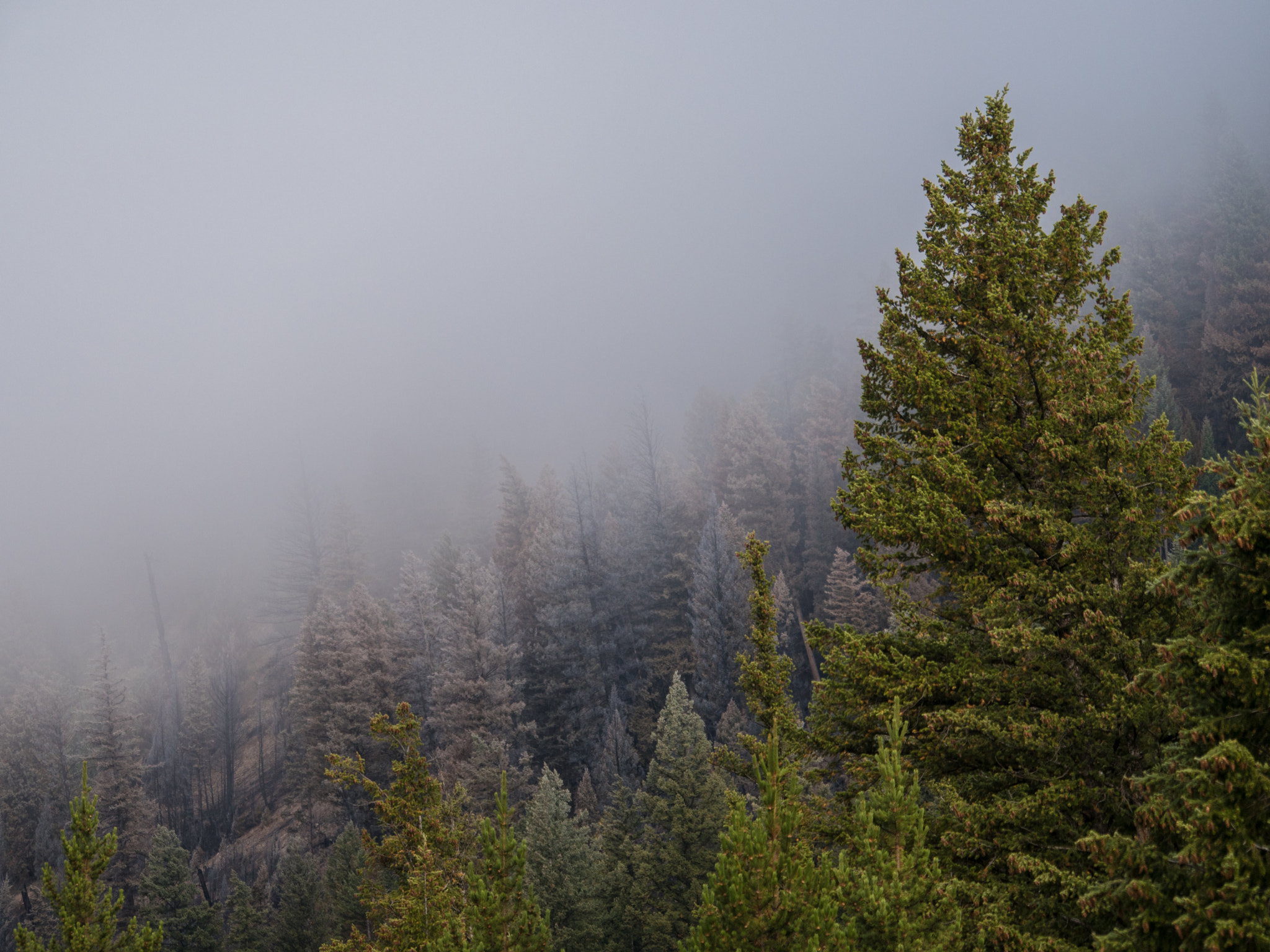 Panasonic Lumix DMC-GH4 sample photo. Yellowstone and grand teton park photography