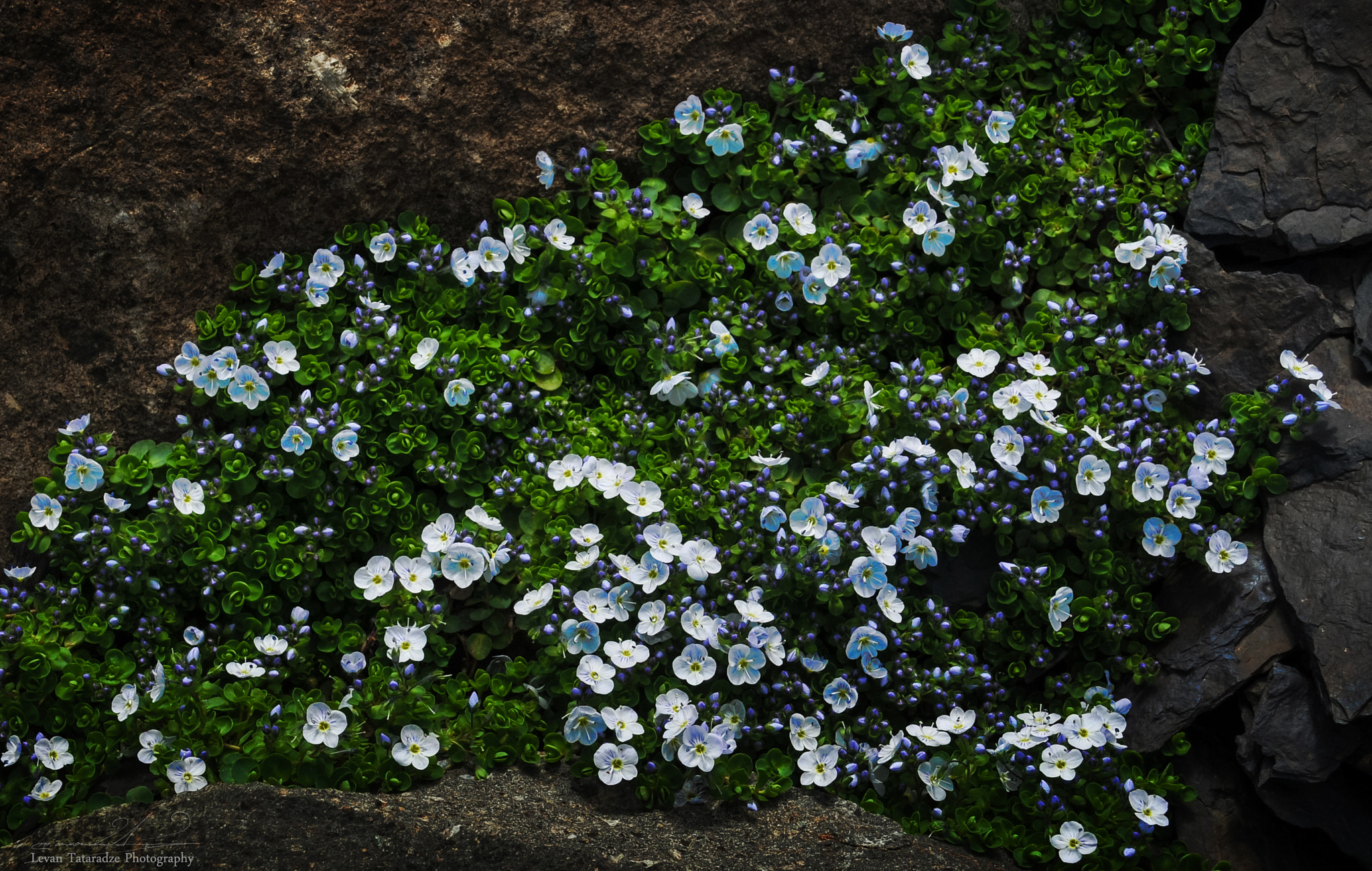 Nikon D300 sample photo. Natural bouquet photography