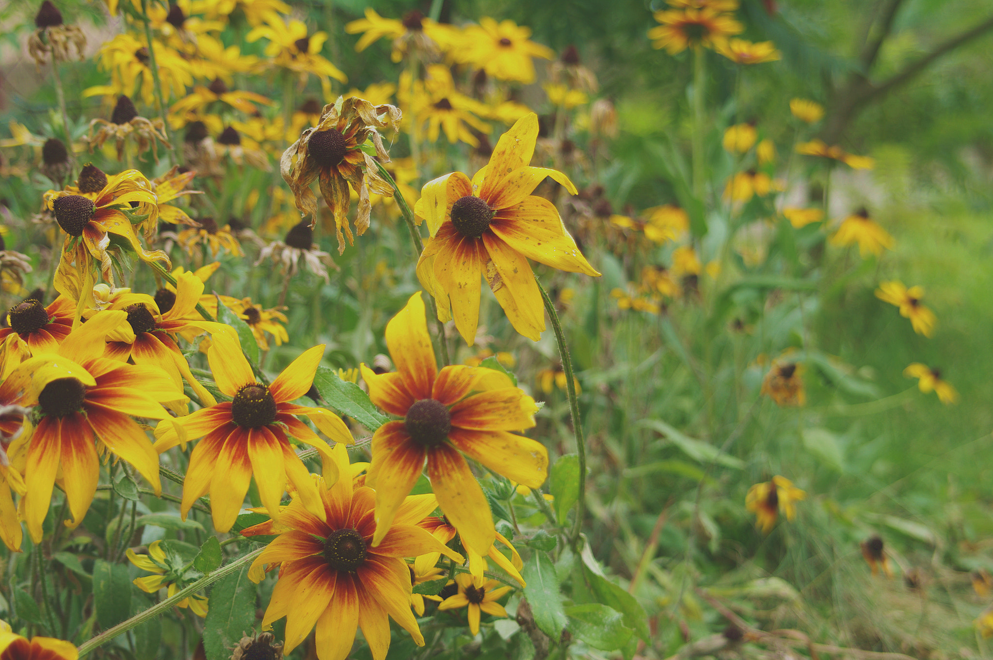 smc PENTAX-FA 28-70mm F4 AL sample photo. Sunflower photography