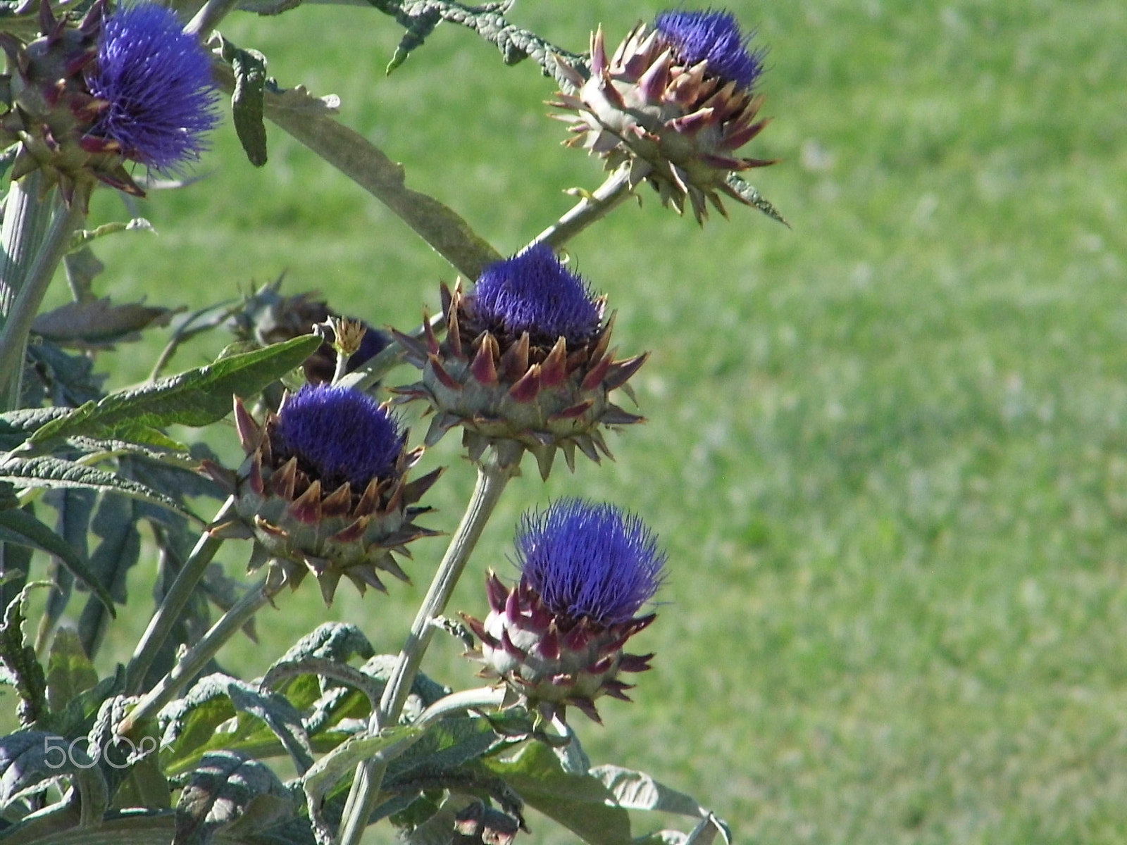 Panasonic Lumix DMC-LZ20 sample photo. Purple plant photography