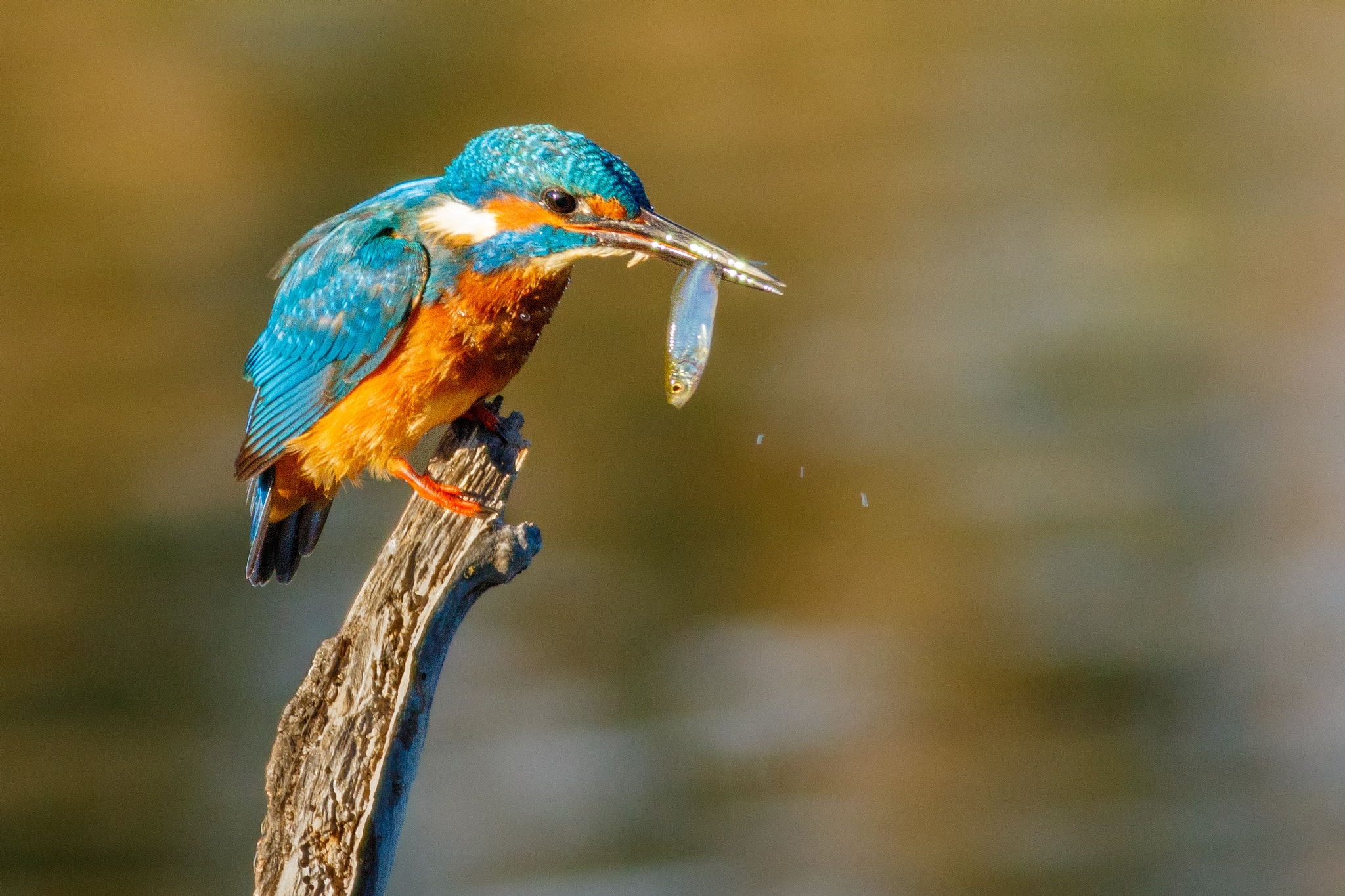 Canon EOS 7D Mark II + Canon EF 400mm F5.6L USM sample photo. Martín pescador photography