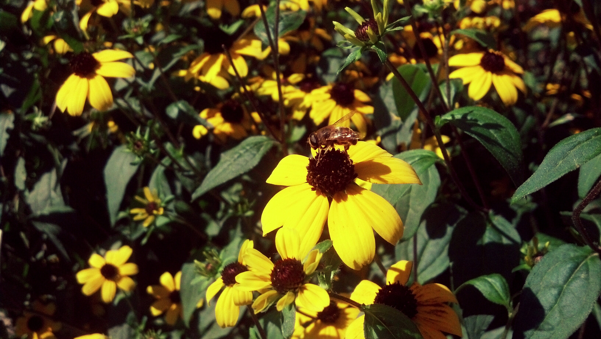Motorola DROID RAZR sample photo. Flowers photography