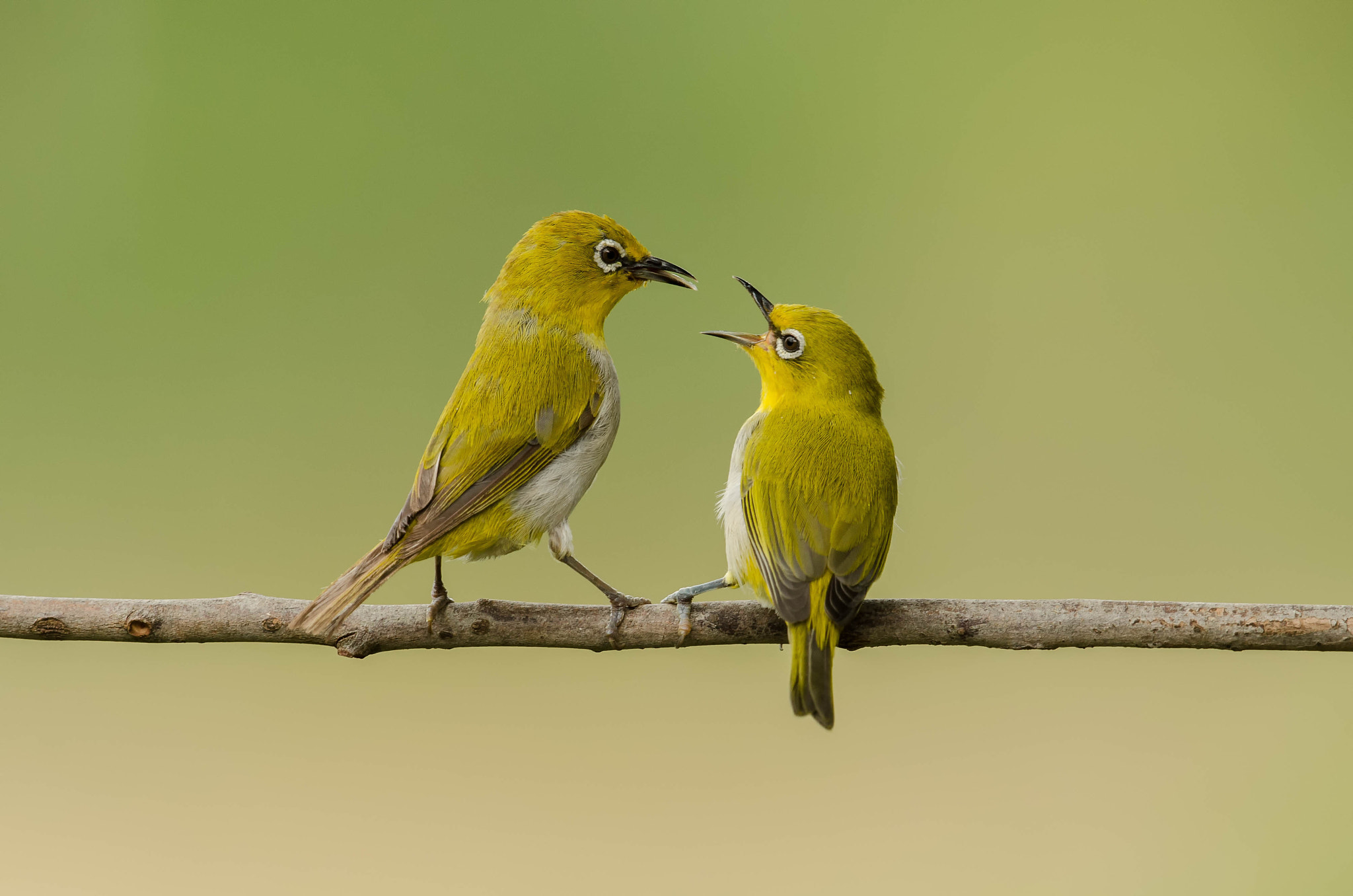 Nikon D7000 + Nikon AF-S Nikkor 500mm F4G ED VR sample photo. Oriental white eye photography