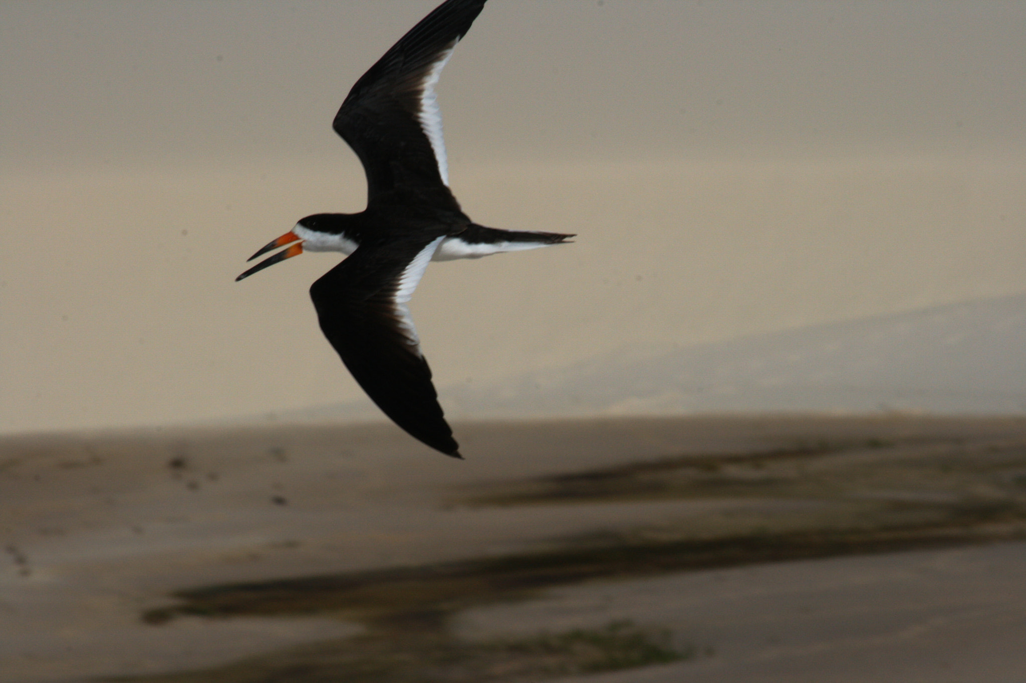 Canon EF 70-300mm F4-5.6 IS USM sample photo