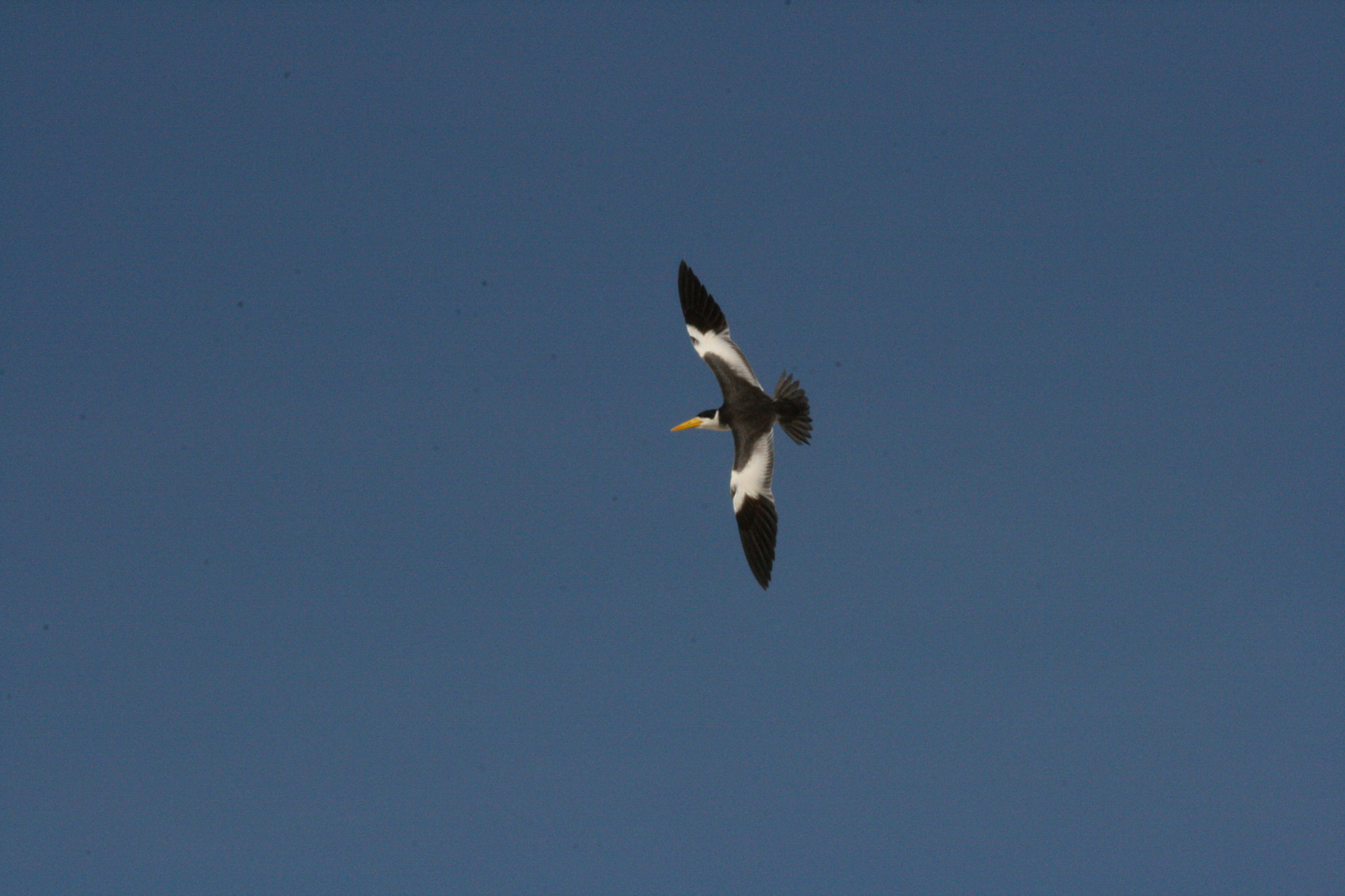 Canon EF 70-300mm F4-5.6 IS USM sample photo