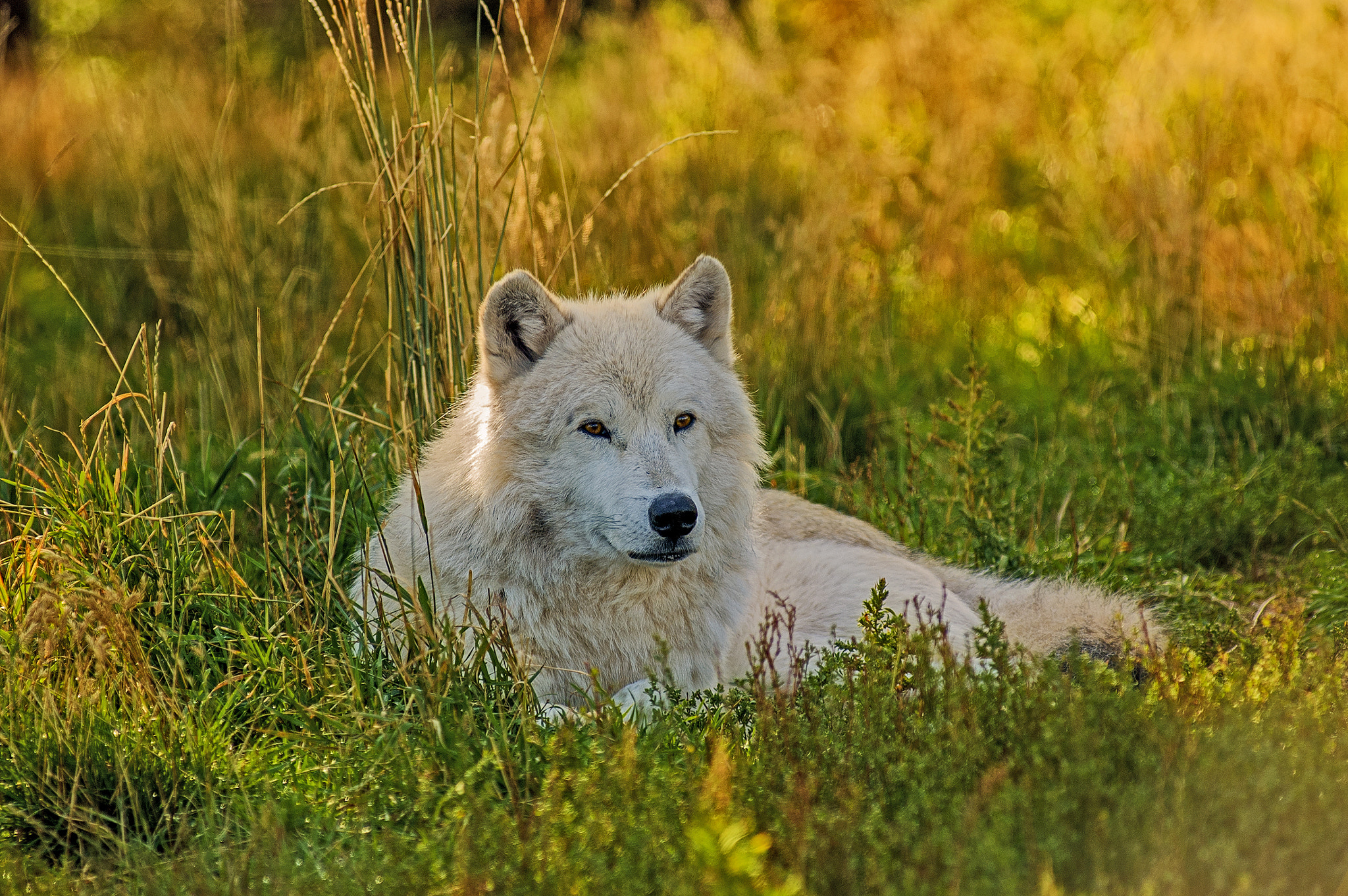 Nikon D70 sample photo. Timber wolf photography