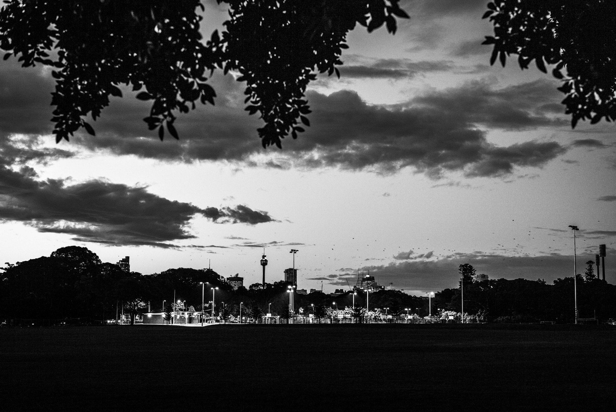 Leica Summilux-M 50mm F1.4 ASPH sample photo. Moore park photography