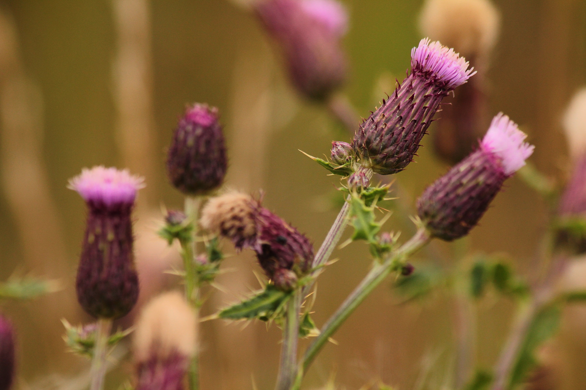 Canon EF-S 55-250mm F4-5.6 IS II sample photo. Thistle flowers photography