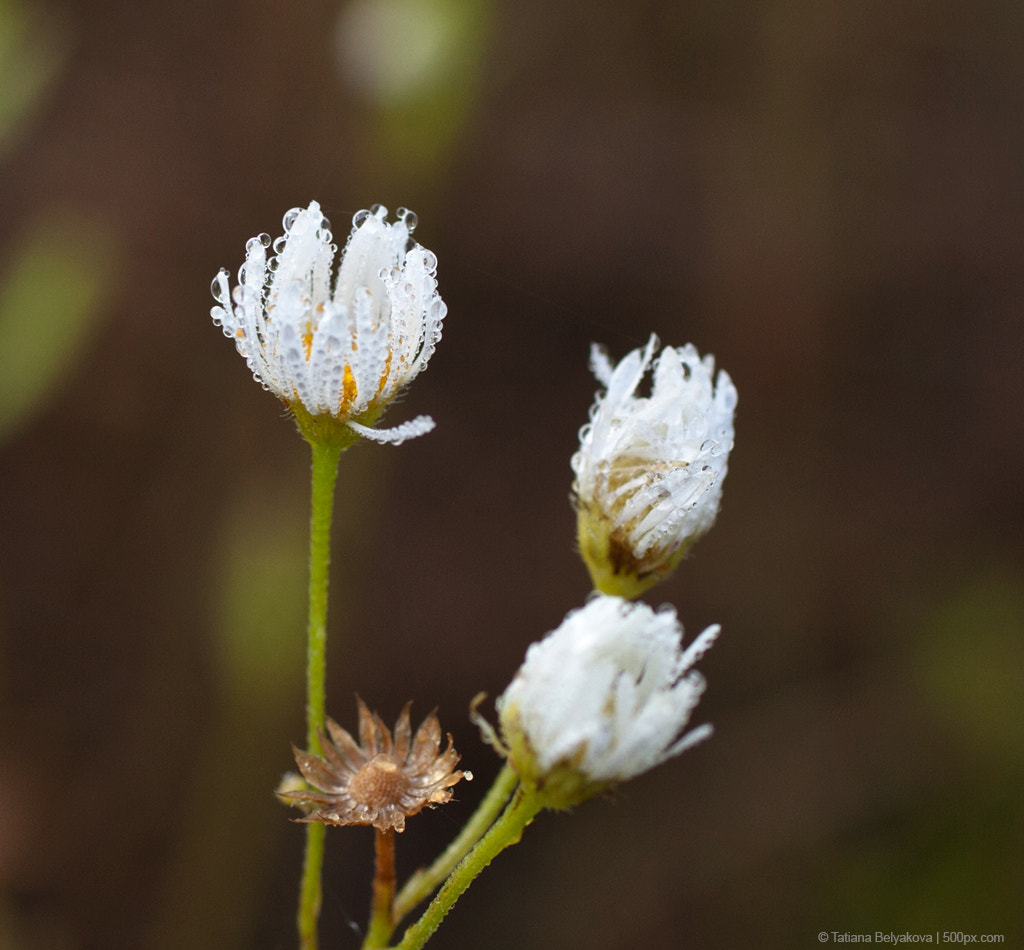 Canon EF 50mm F2.5 Macro sample photo. Morning washing photography