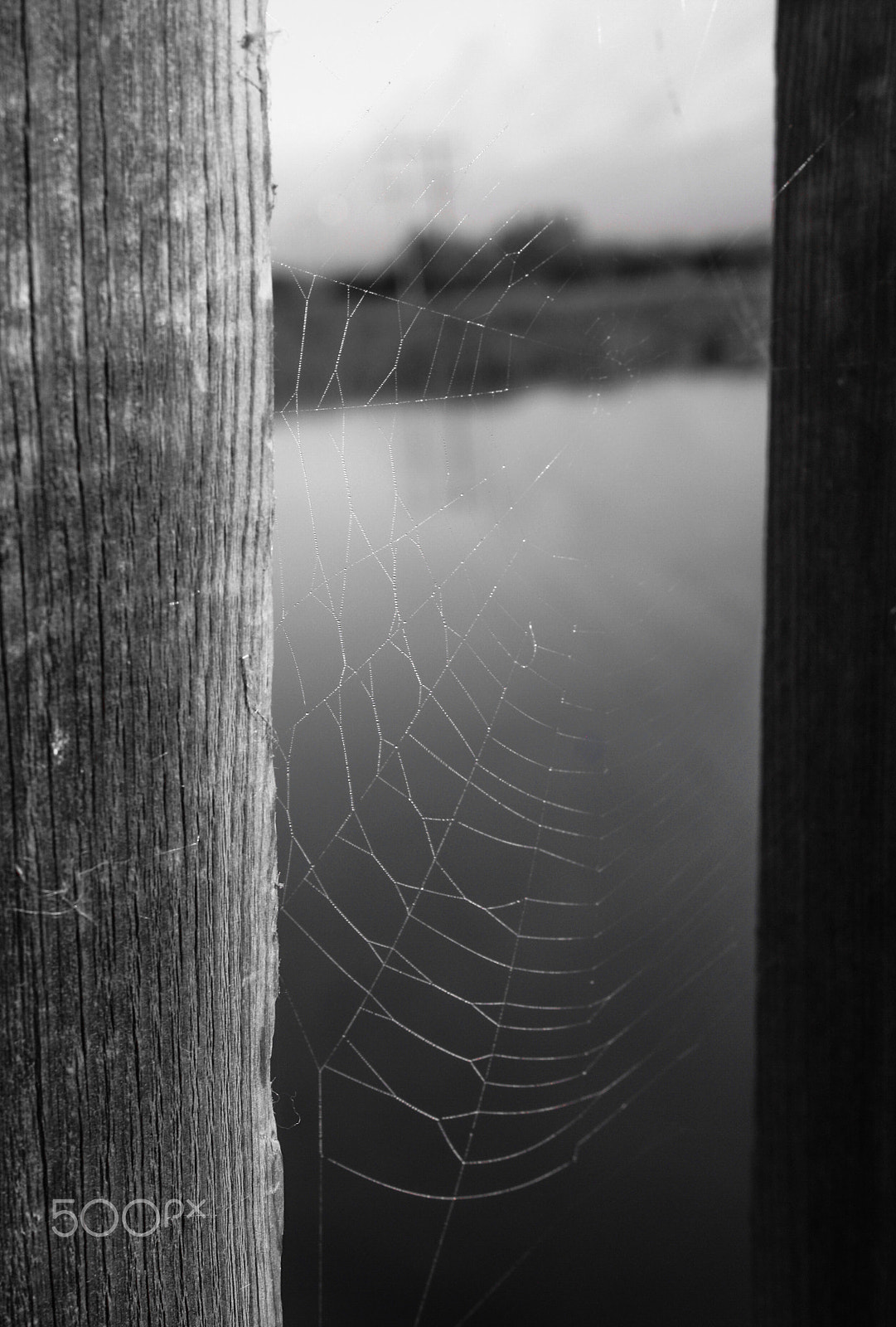 Canon EOS 1000D (EOS Digital Rebel XS / EOS Kiss F) sample photo. Spider's web photography