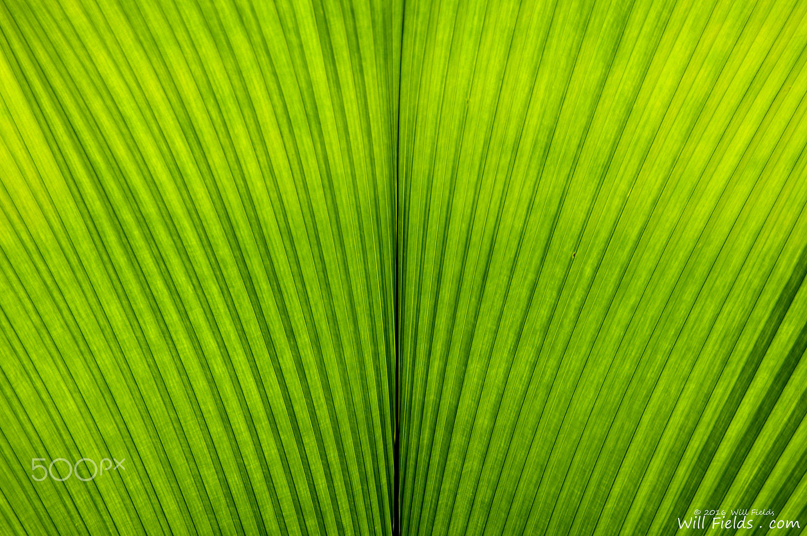 Nikon D300 sample photo. Green fan photography