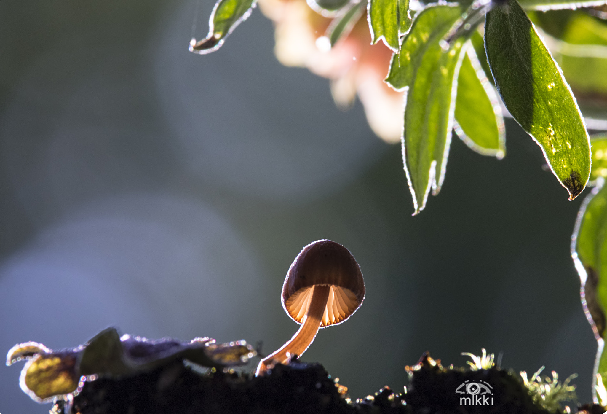 Canon EF-S 55-250mm F4-5.6 IS STM sample photo. Tiny photography