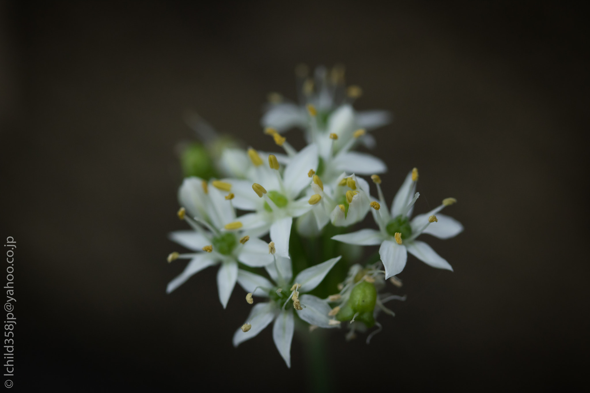 Canon EOS 760D (EOS Rebel T6s / EOS 8000D) + Canon EF-S 60mm F2.8 Macro USM sample photo. Wild flowers photography