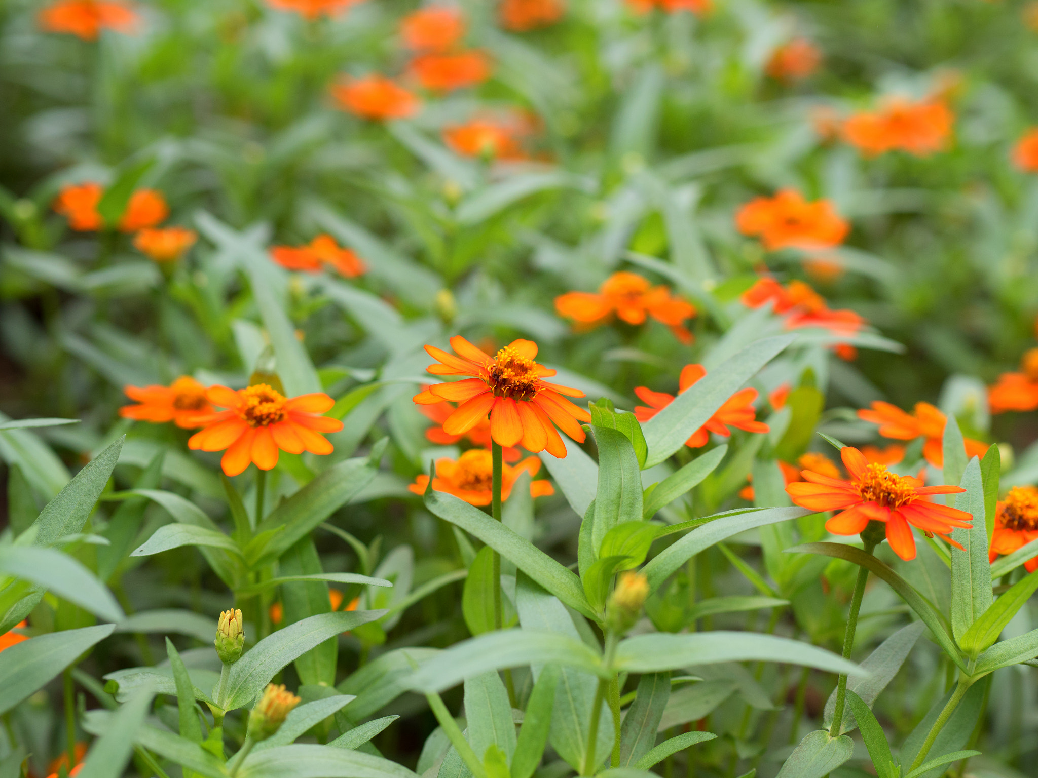 Panasonic Leica DG Nocticron 42.5mm F1.2 ASPH OIS sample photo. Flower photography