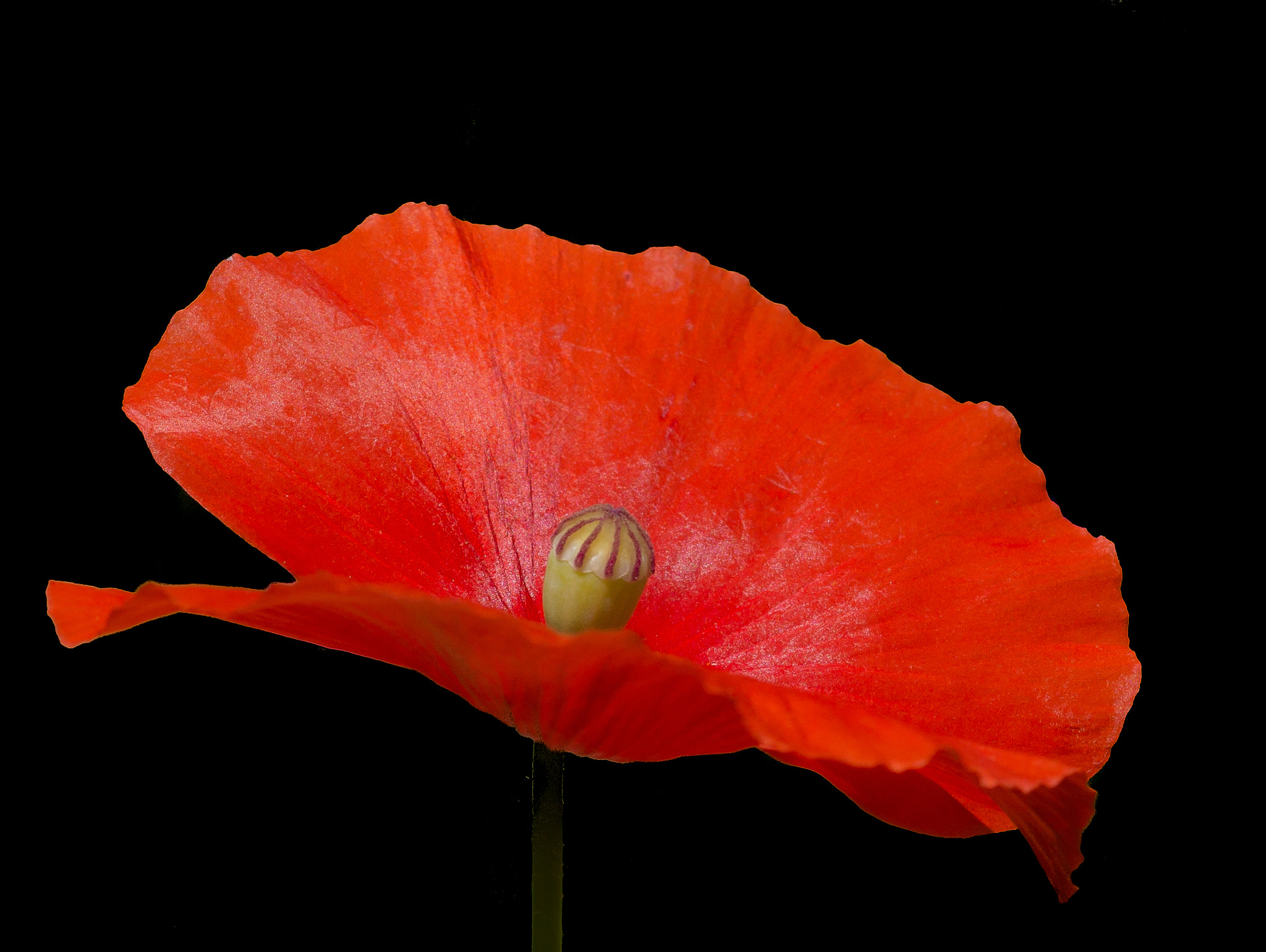 Sony SLT-A77 sample photo. Roter mohn photography