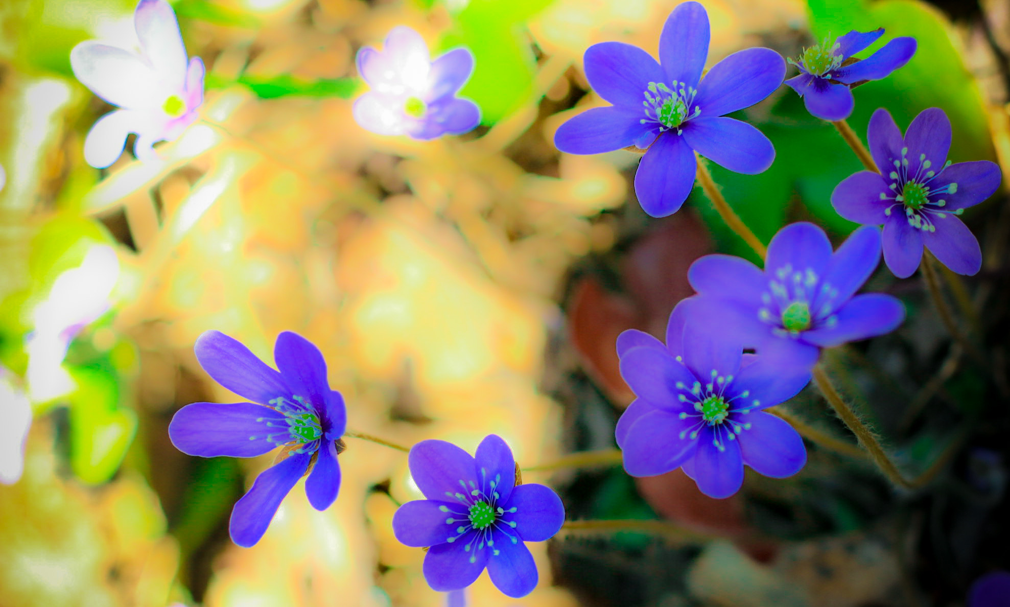 Canon EF 24mm F2.8 IS USM sample photo. Hepatica nobilis photography