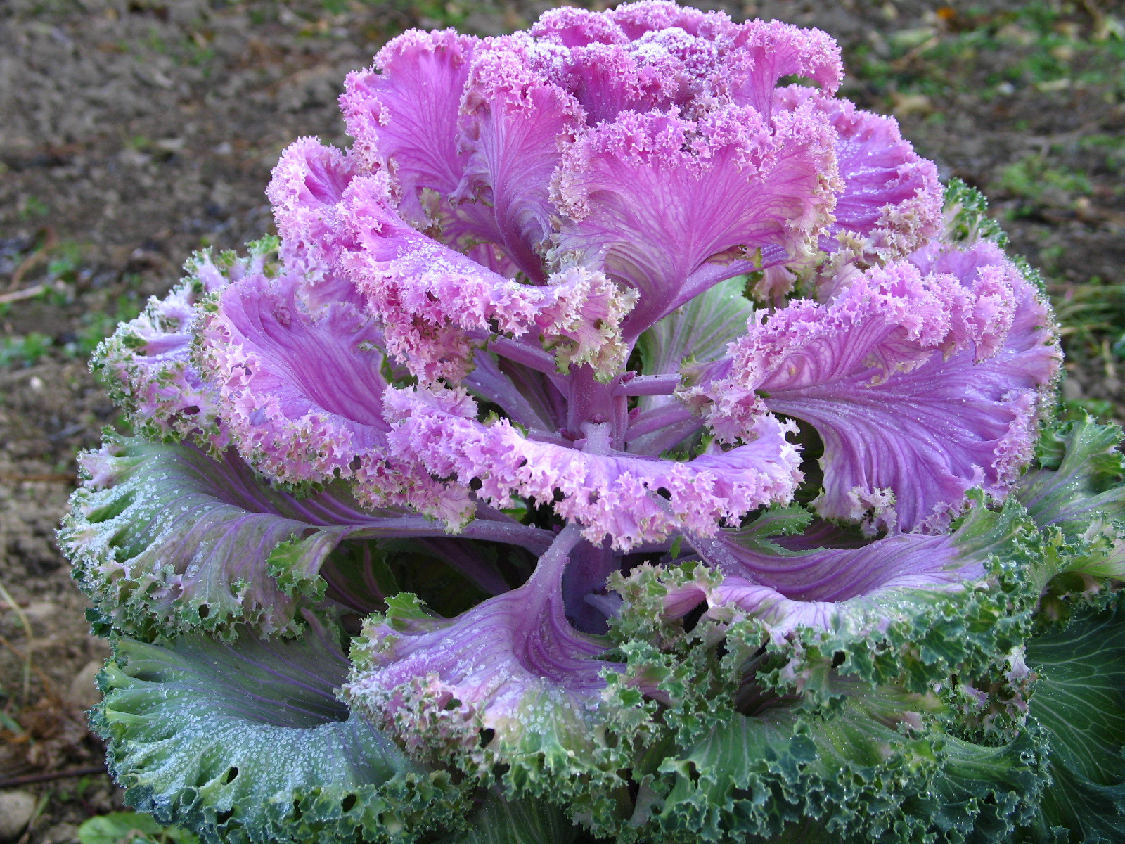 Canon POWERSHOT G6 sample photo. Pink cabbage photography