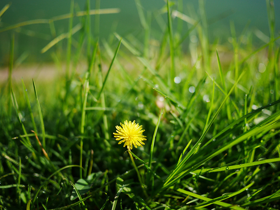 Panasonic Lumix DMC-GM1 + LUMIX G 20/F1.7 II sample photo. Dandelion photography