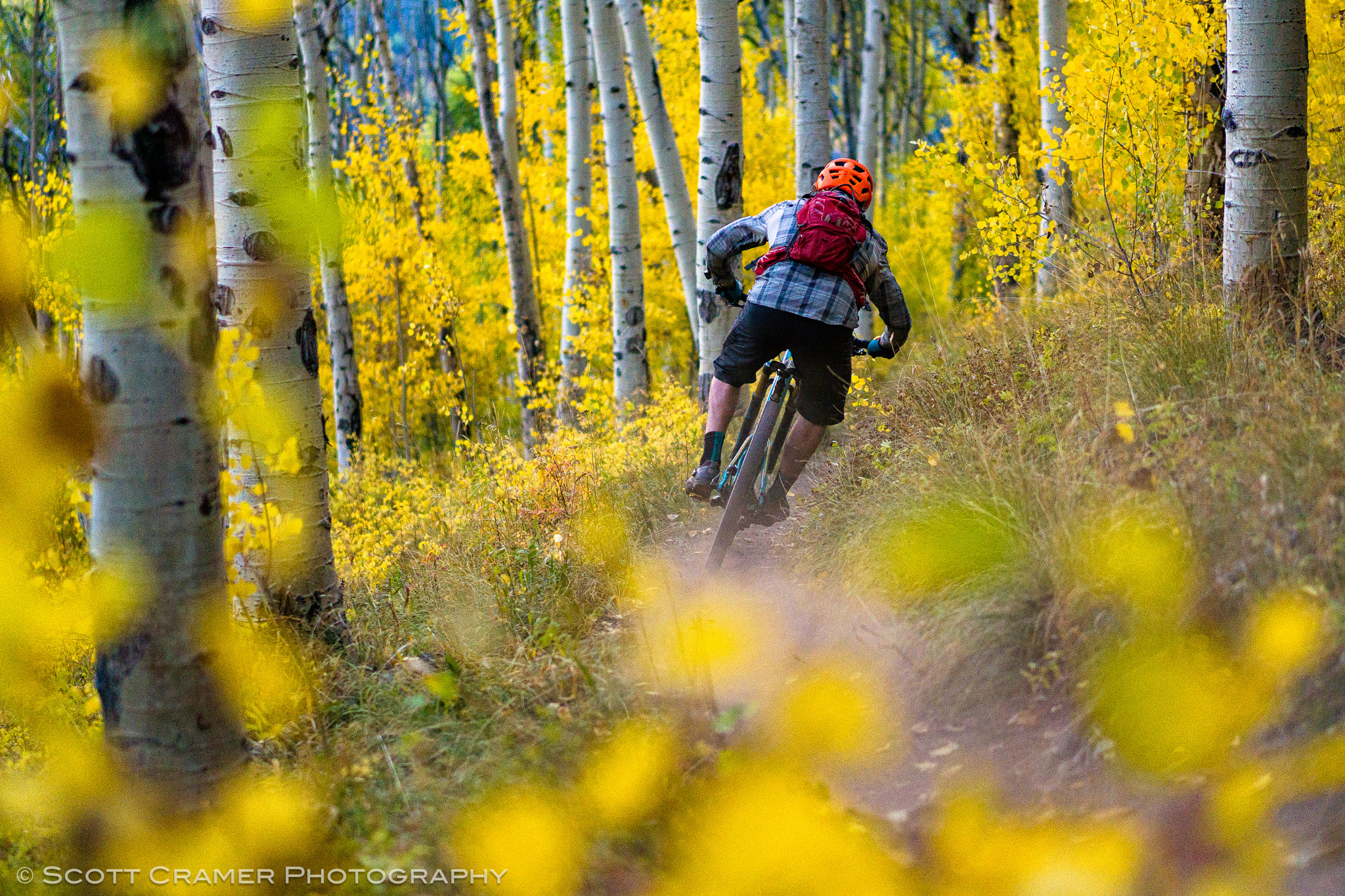 Sony a6300 + Sony Sonnar T* FE 55mm F1.8 ZA sample photo. Fall mountain biking singltrack in aspen forest photography