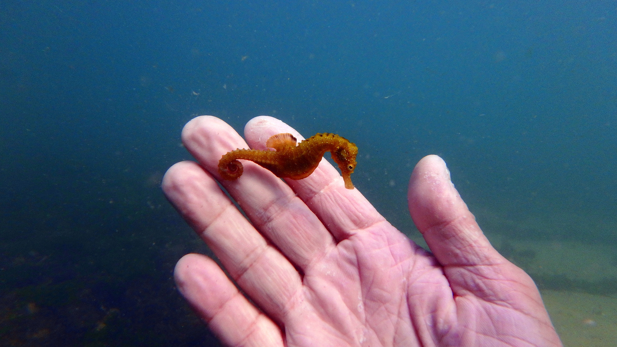 Olympus TG-860 sample photo. Sea horse photography