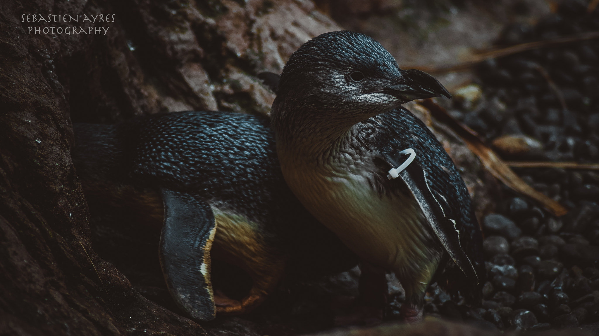 Tamron AF 70-300mm F4-5.6 Di LD Macro sample photo. Into the nest photography