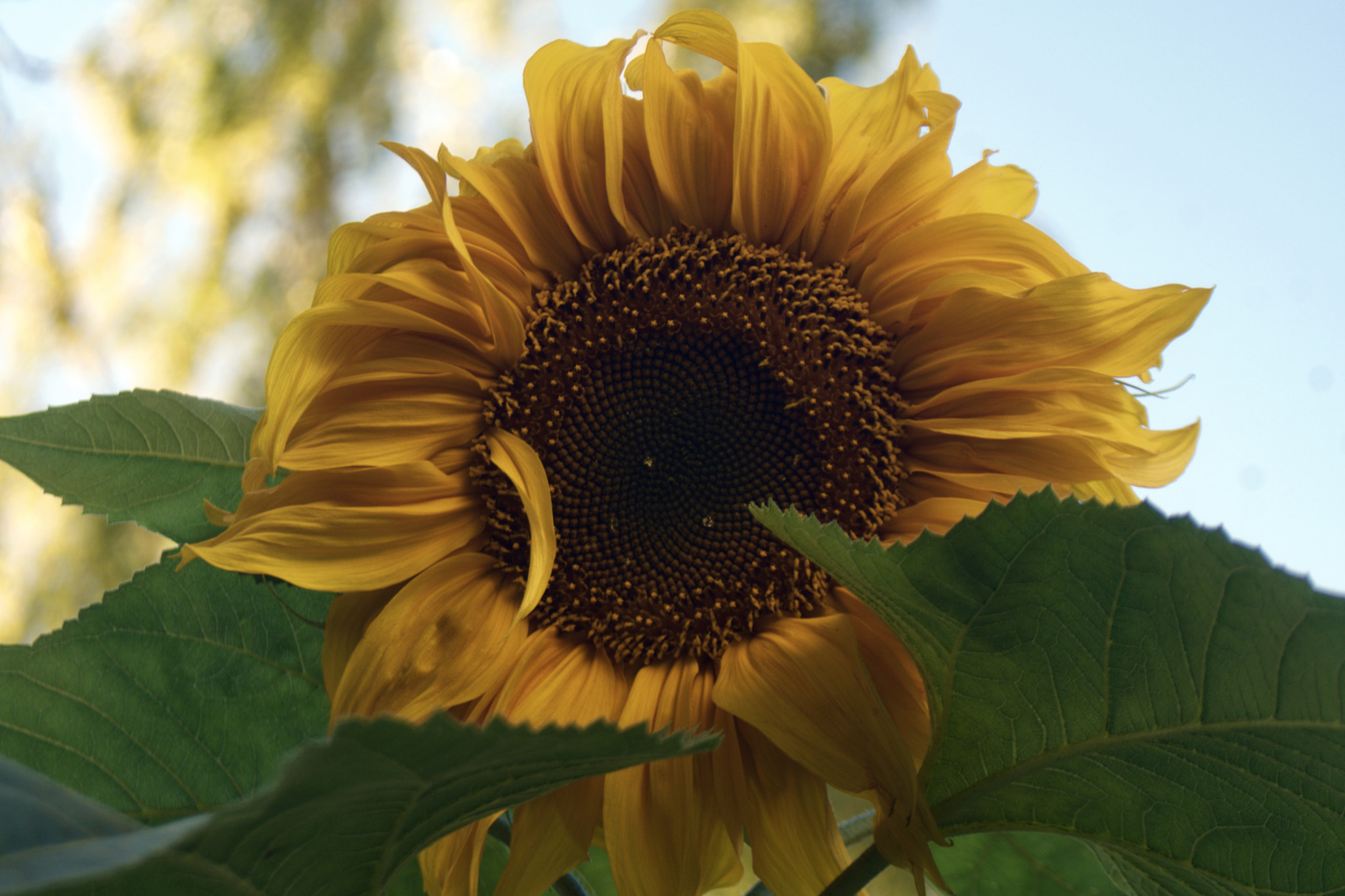 Tokina 80-400mm F4.5-5.6 AT-X AF II 840 sample photo. Sunflowers are beautiful photography
