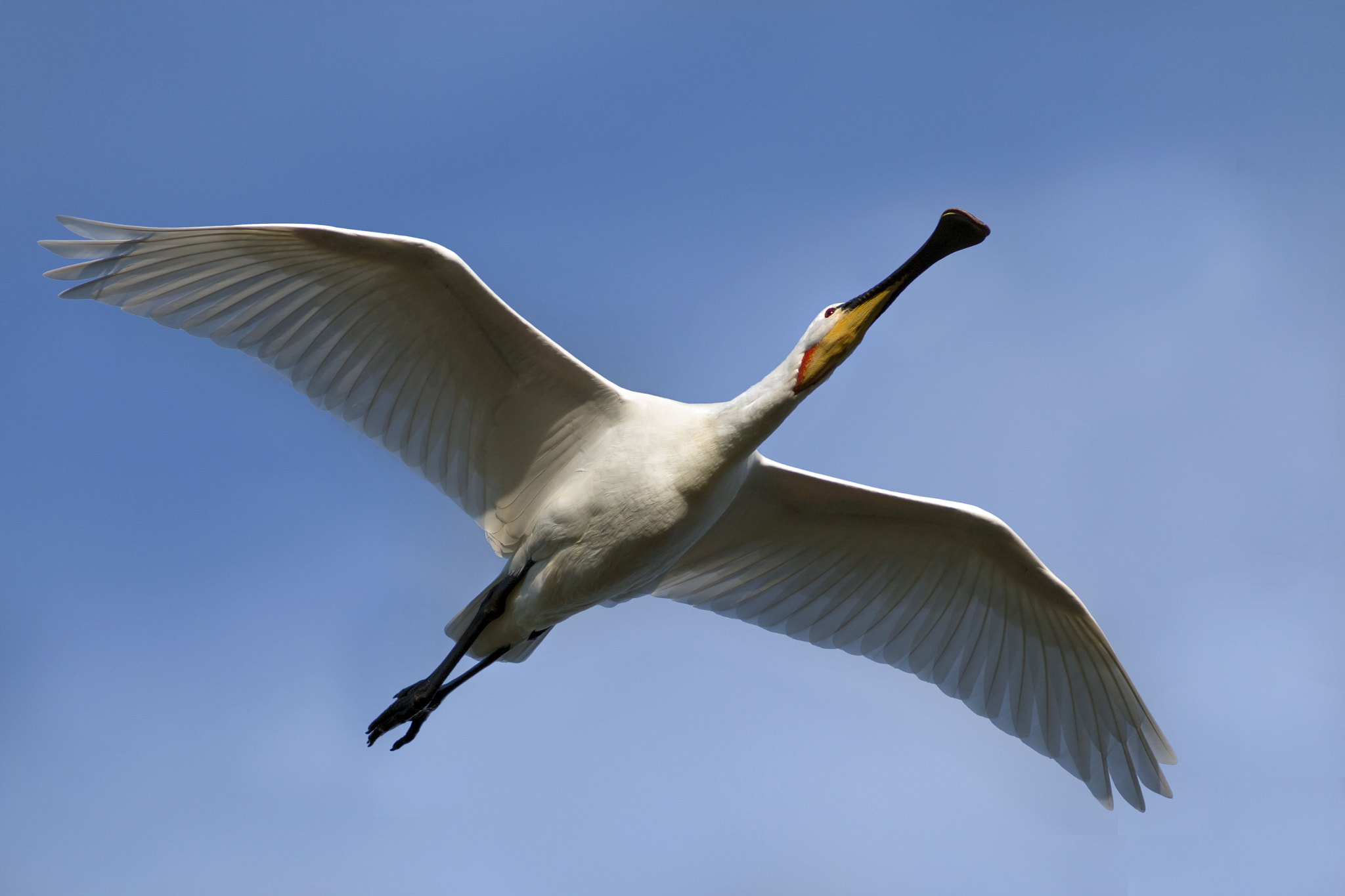 Canon EF 300mm f/2.8L + 2x sample photo. Spoonbill photography