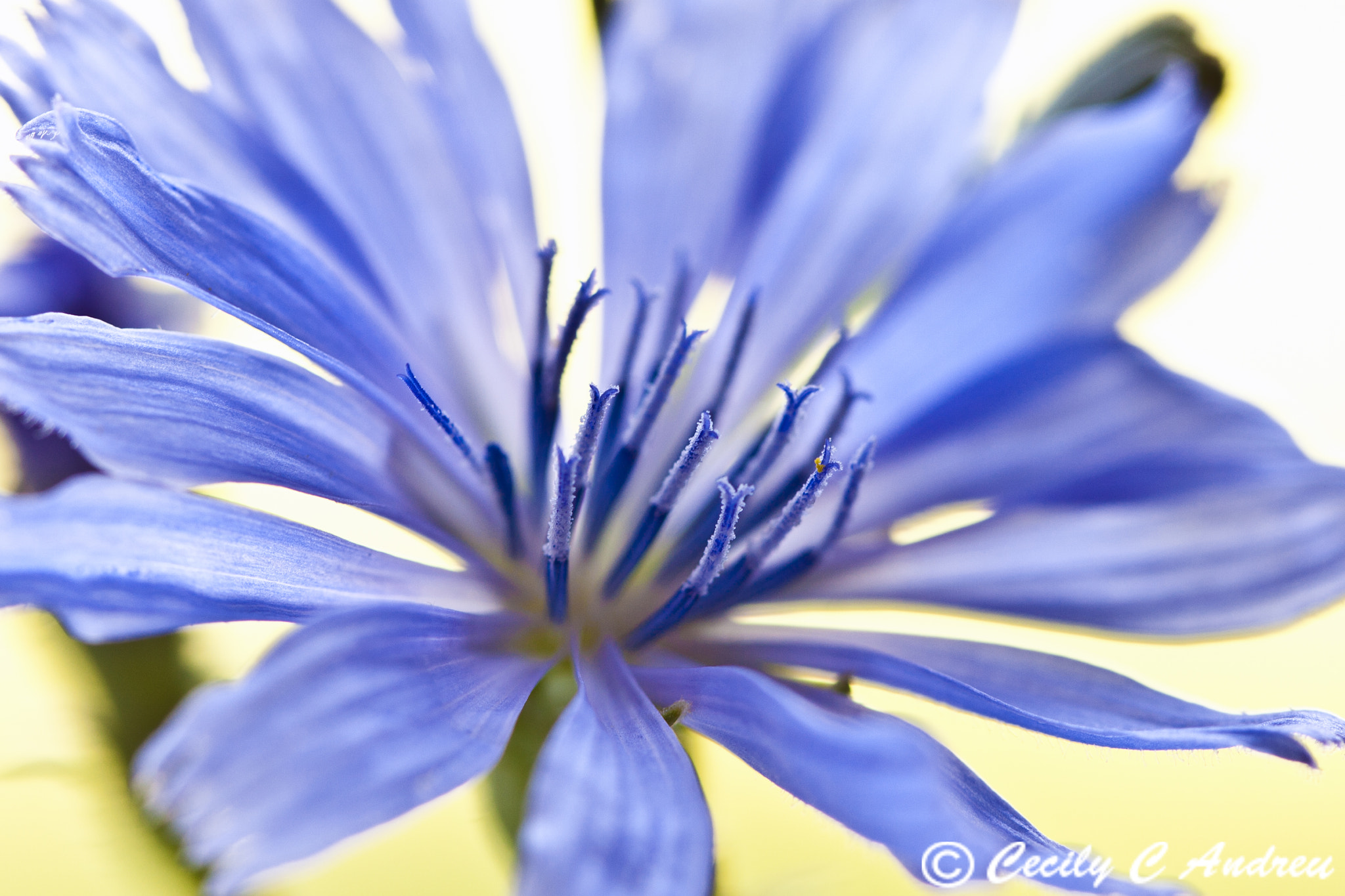 Canon EF 100mm F2.8 Macro USM sample photo. Fatal attraction photography