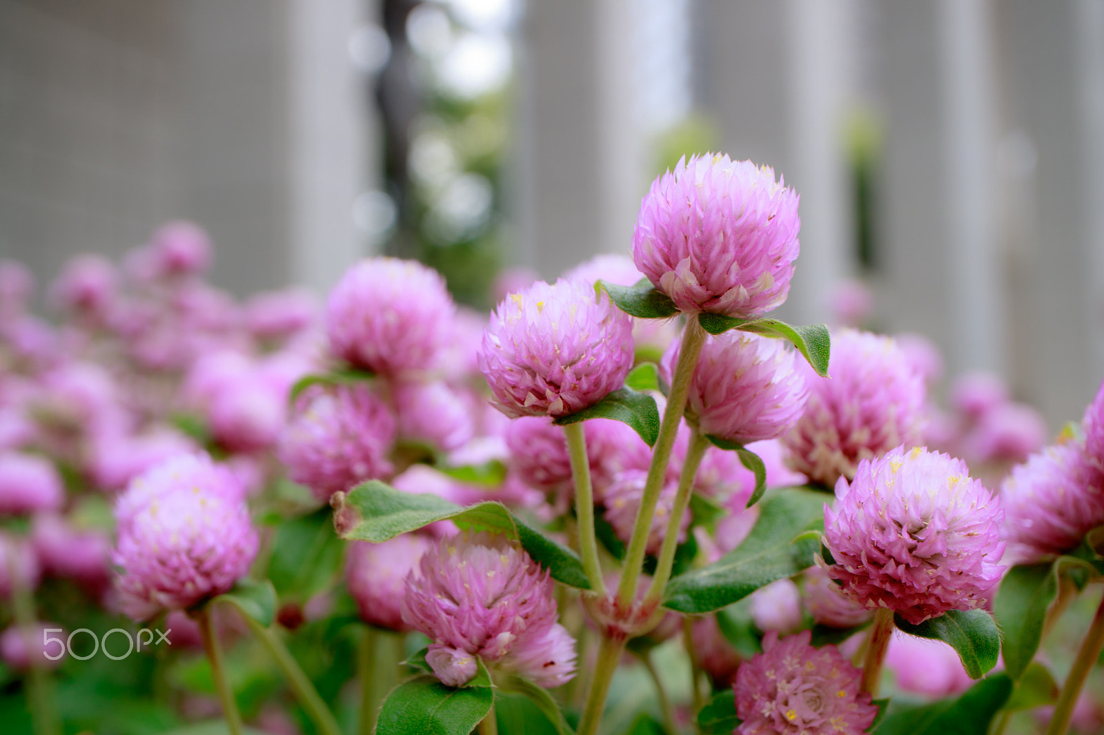 Canon EOS M3 + Canon EF-M 28mm F3.5 Macro IS STM sample photo. Globe amaranth photography