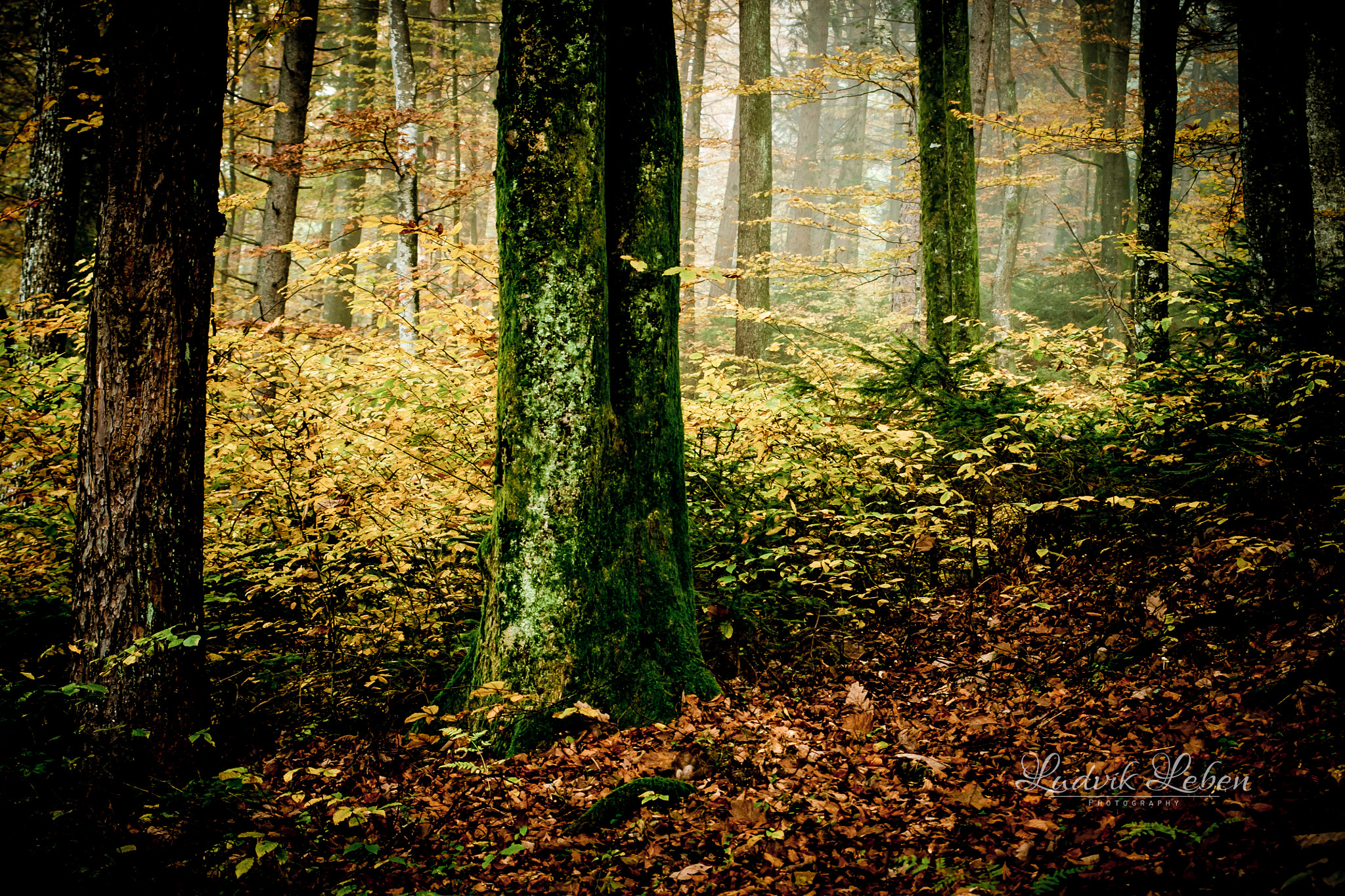 Sigma AF 28-70mm F2.8 sample photo. Autumn quietness photography