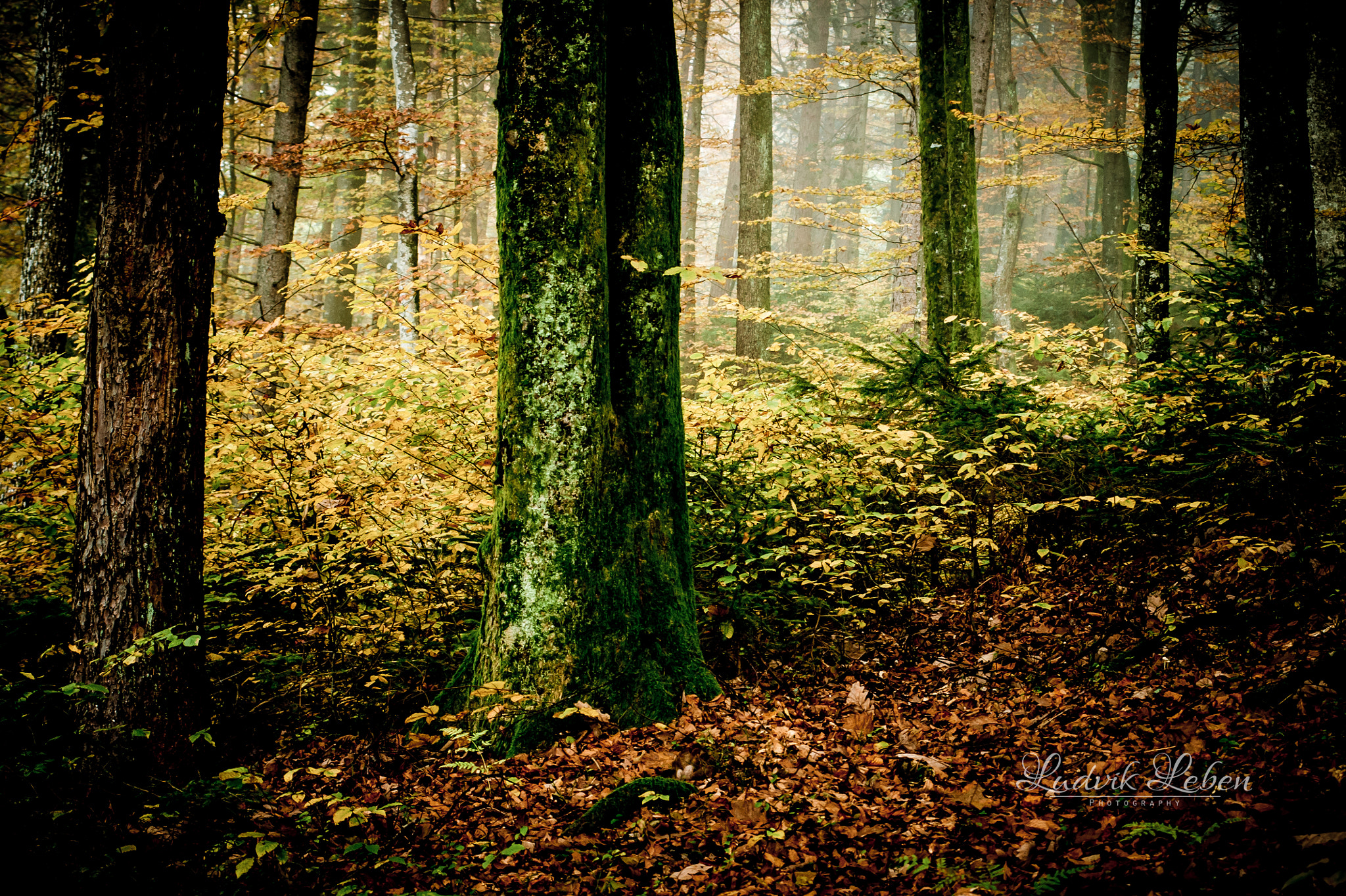 Sony Alpha DSLR-A700 + Sigma AF 28-70mm F2.8 sample photo. Autumn quietness photography