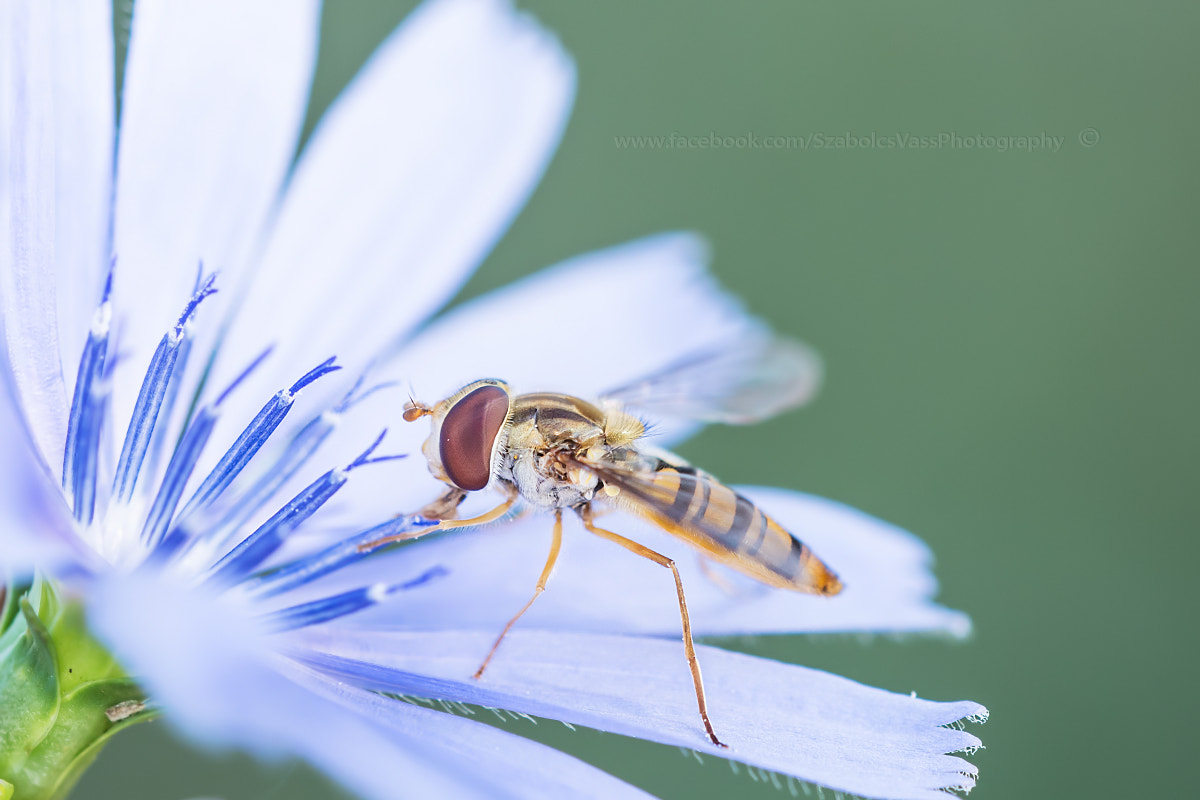Sigma 150mm F2.8 EX DG OS Macro HSM sample photo. - photography