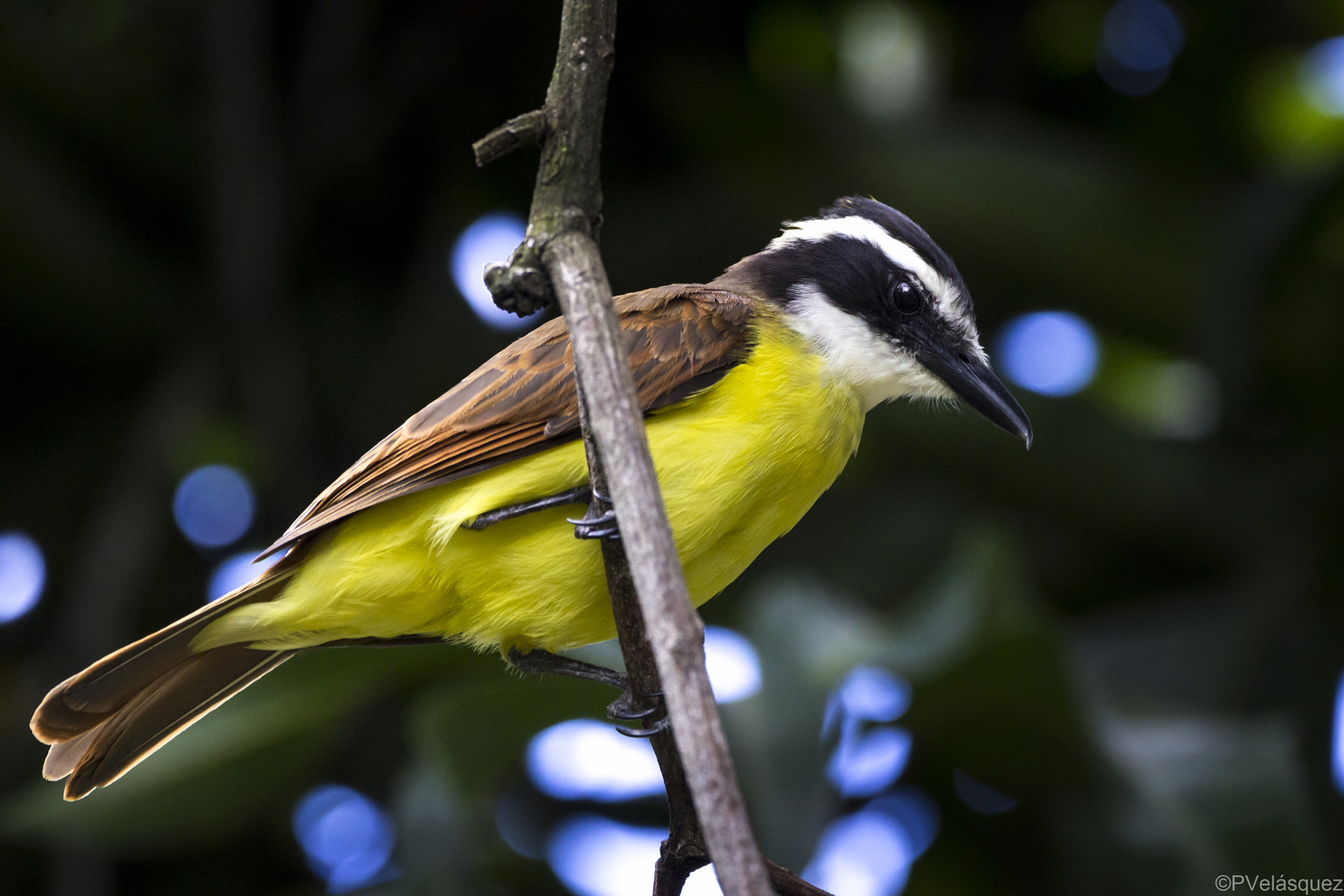 150-600mm F5-6.3 DG OS HSM | Contemporary 015 sample photo. Bicho fue: pitangus sulphuratus photography