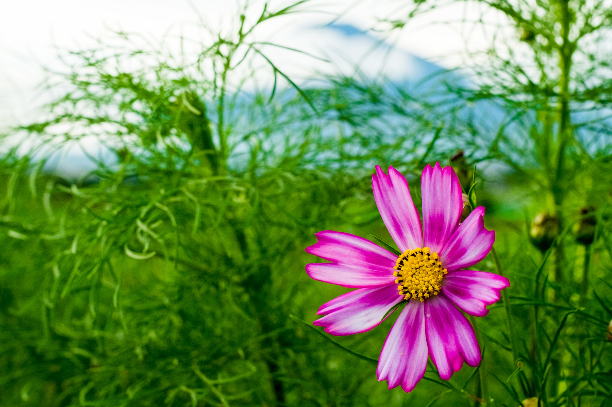 Fujifilm X-M1 + Fujifilm XF 35mm F1.4 R sample photo. Pink and white photography