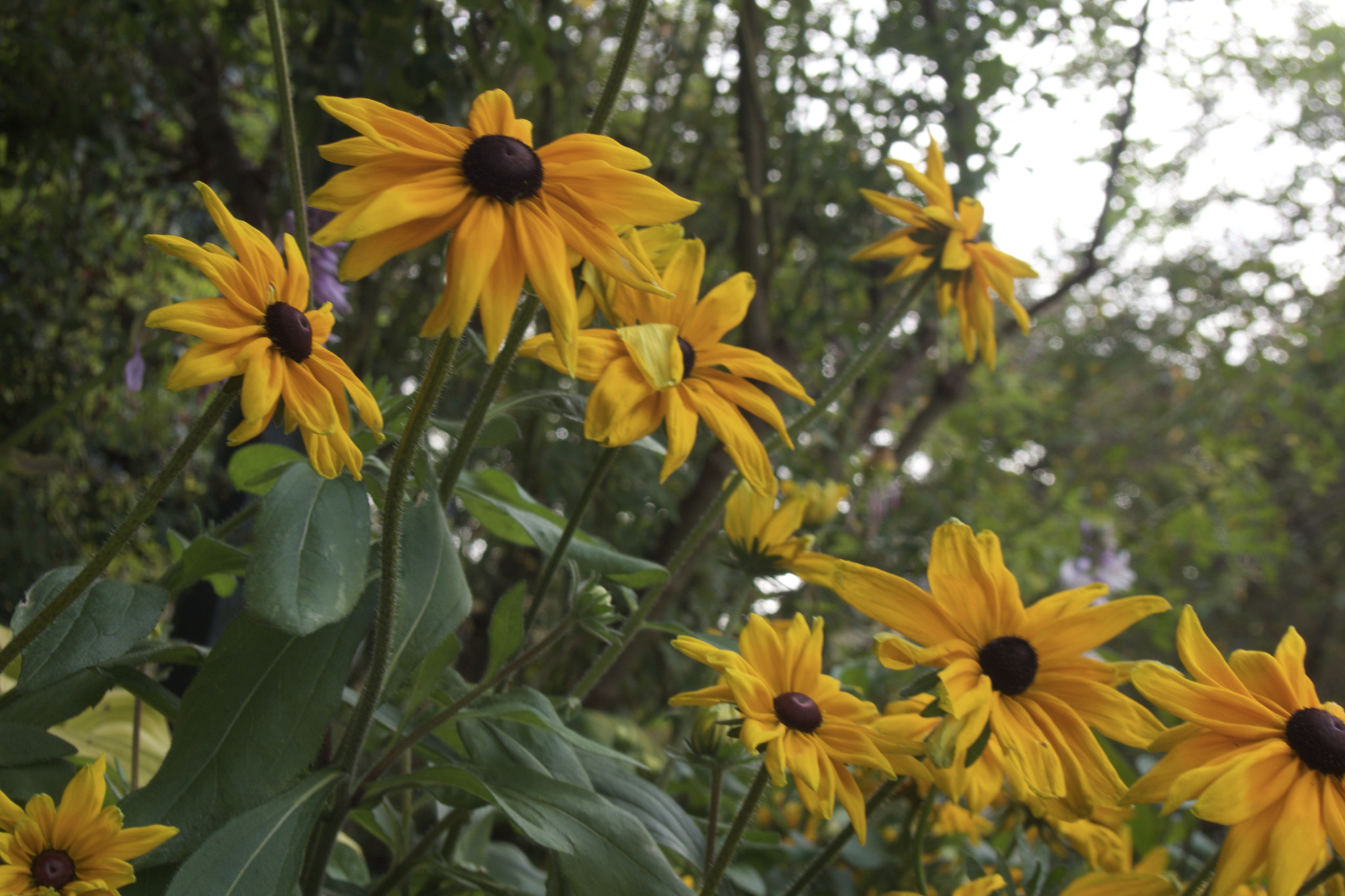 Sony SLT-A77 sample photo. Beautiful flowers in vancouver on comox street photography