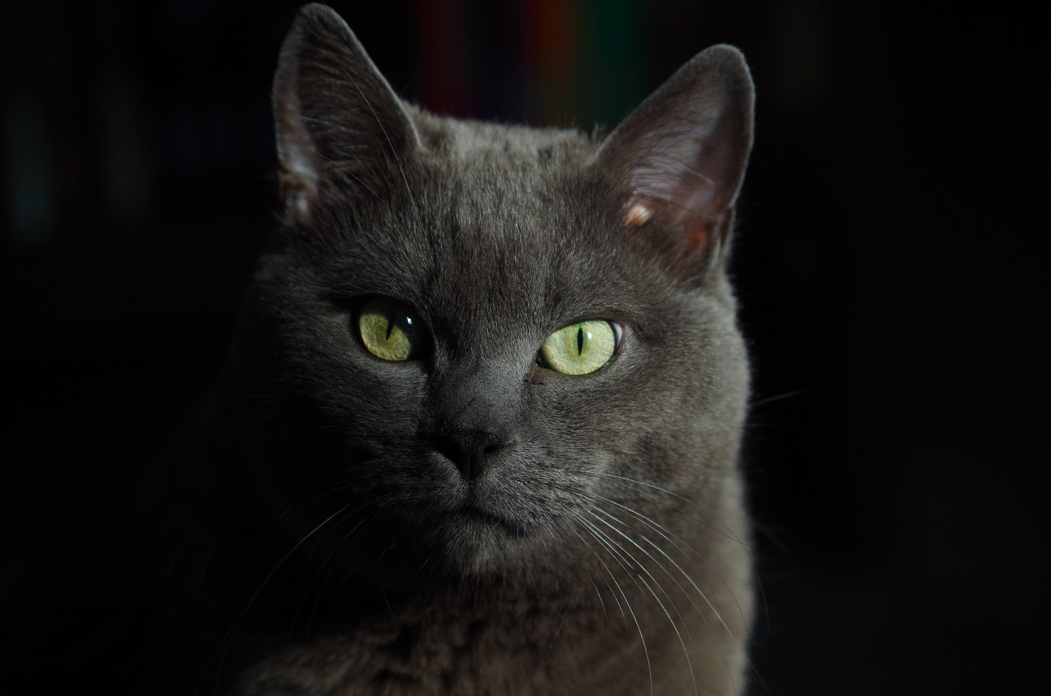 Pentax smc DA 55-300mm F4.0-5.8 ED sample photo. The dark prince photography