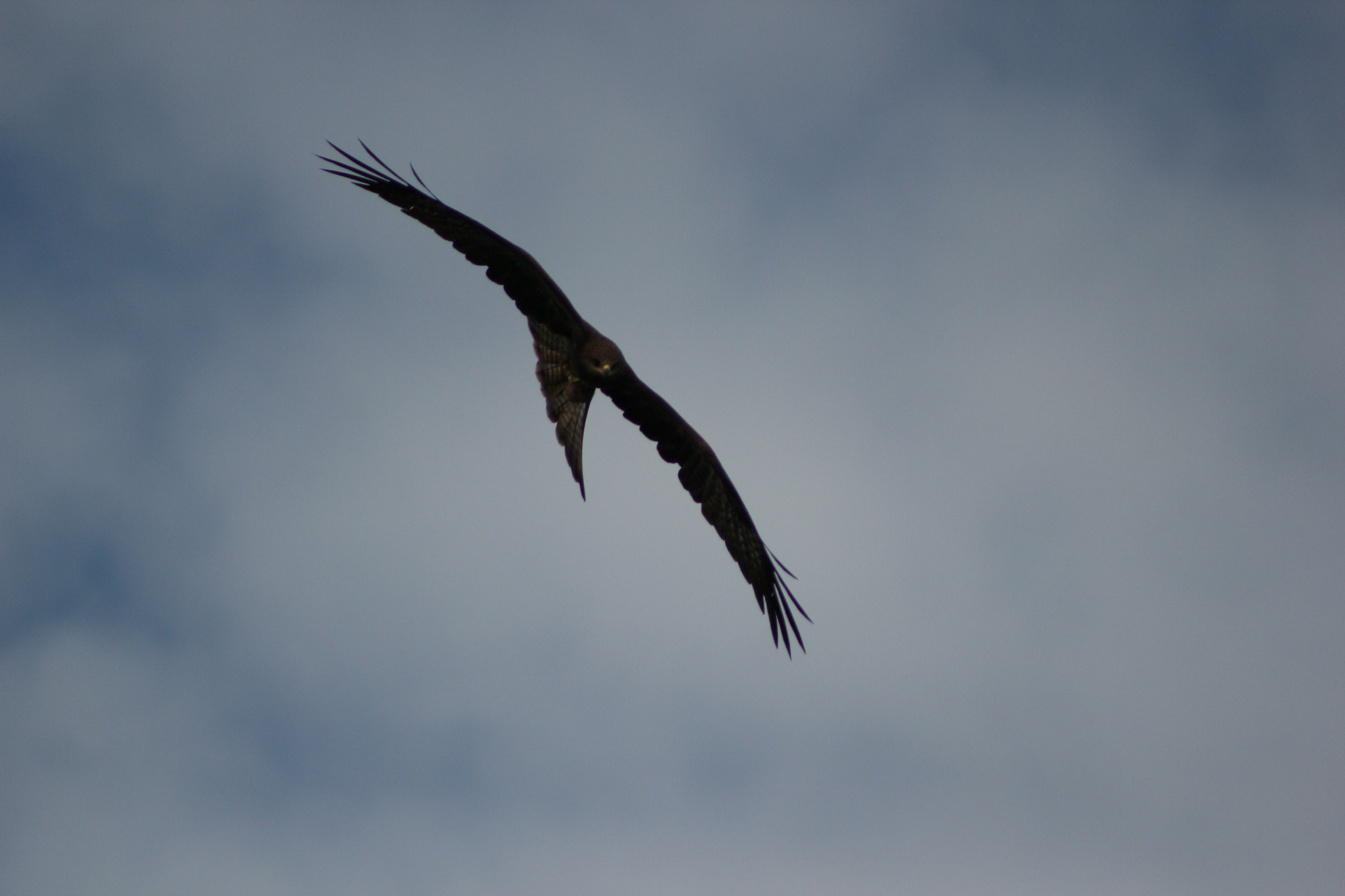 Canon EOS 550D (EOS Rebel T2i / EOS Kiss X4) + Canon EF 75-300mm f/4-5.6 USM sample photo. The stunning eagle photography