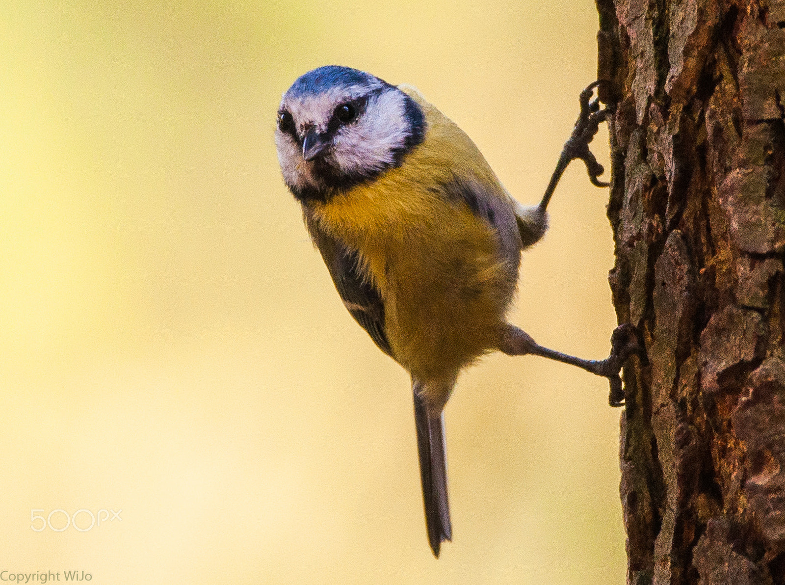Sigma 150-600mm F5-6.3 DG OS HSM | C sample photo. Blue tit / pimpelmees photography