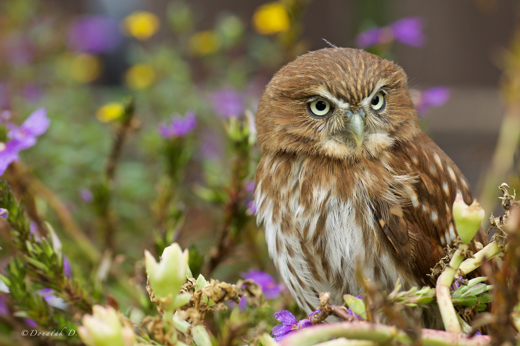 Canon EOS 7D Mark II sample photo. Kulíšek brazilský (glaucidium brasilianum) photography