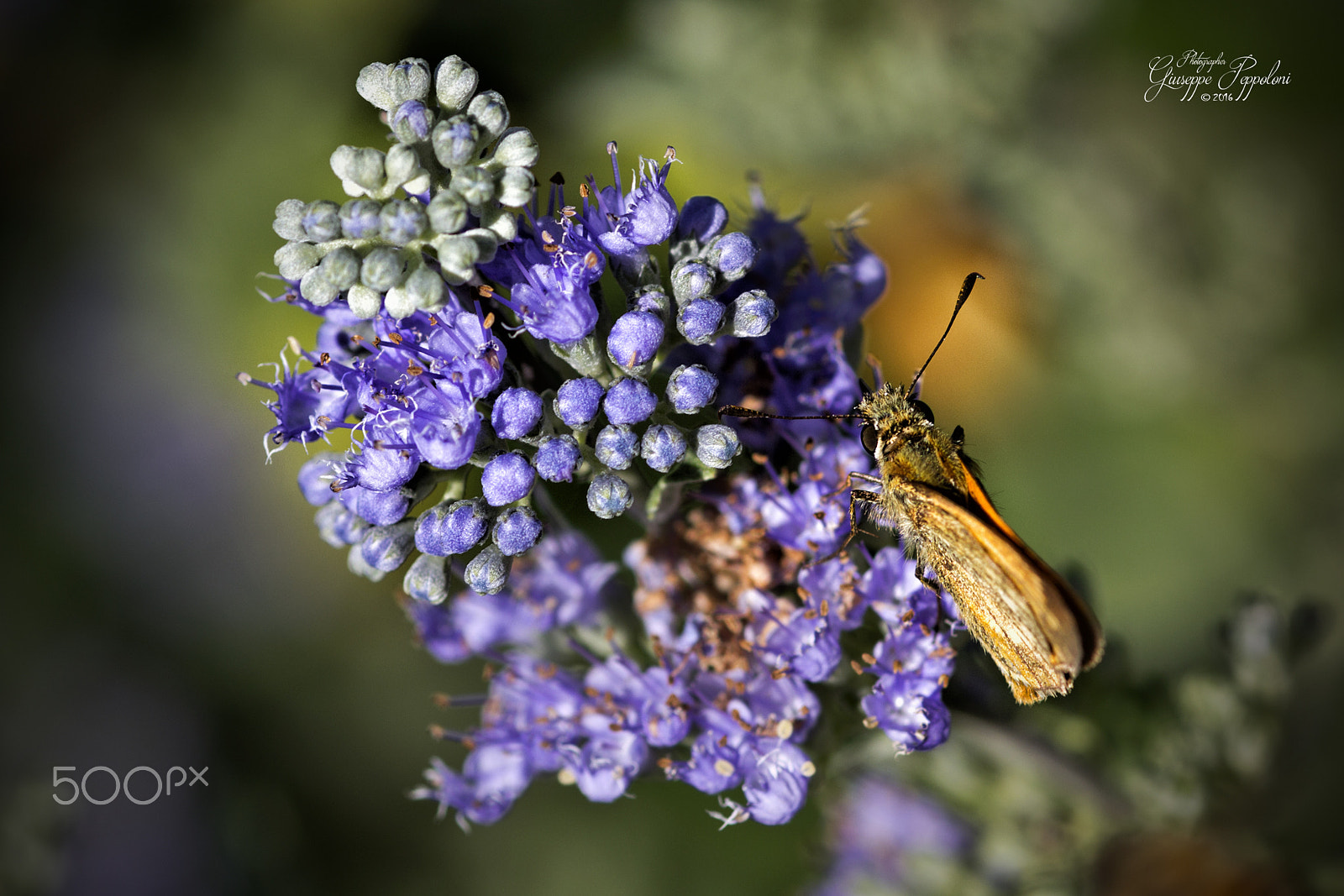 Canon EOS 60D + Sigma 105mm F2.8 EX DG Macro sample photo. Butterfly photography