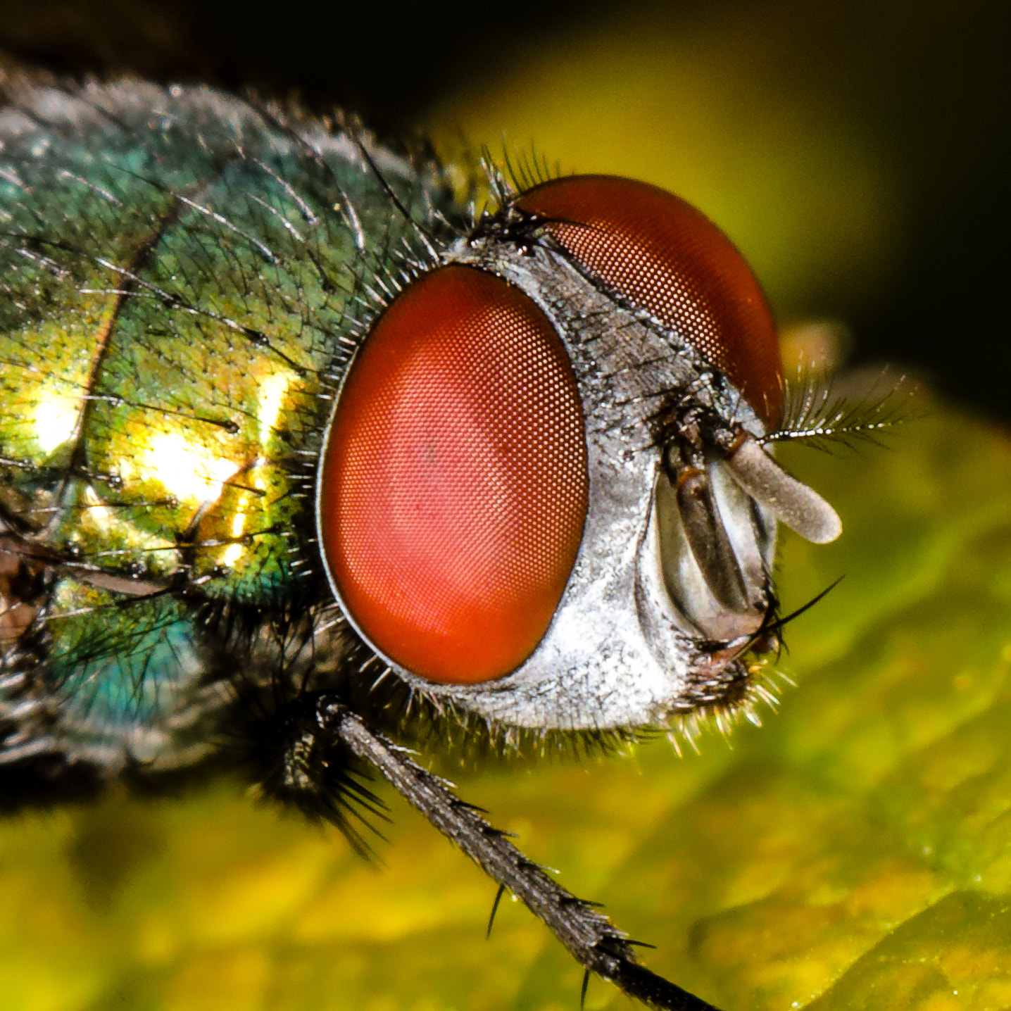 Canon EF 100mm F2.8L Macro IS USM sample photo. A fly's head, all big photography