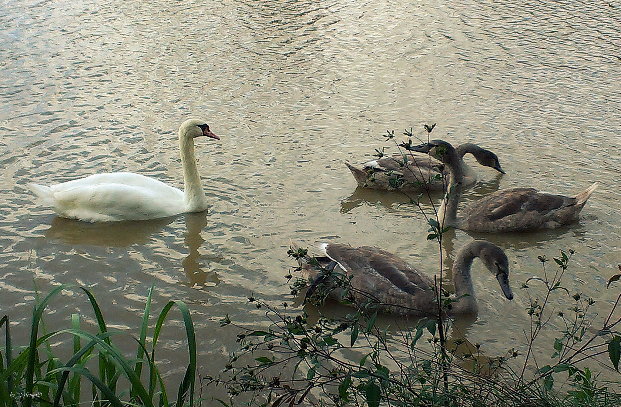 HTC DESIRE X sample photo. Swans family photography