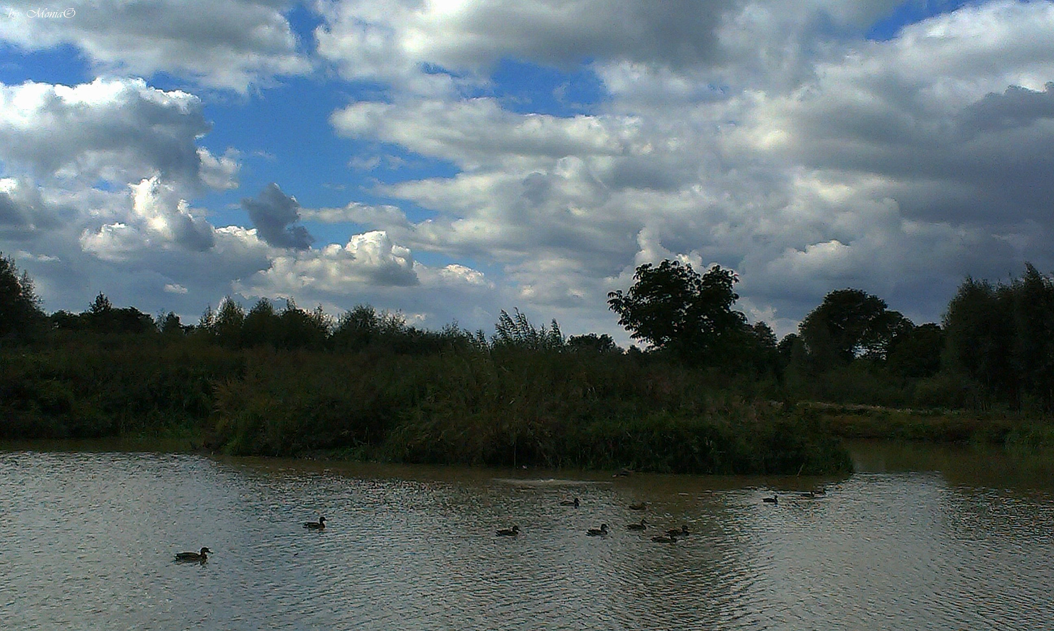 HTC DESIRE X sample photo. Ducks photography