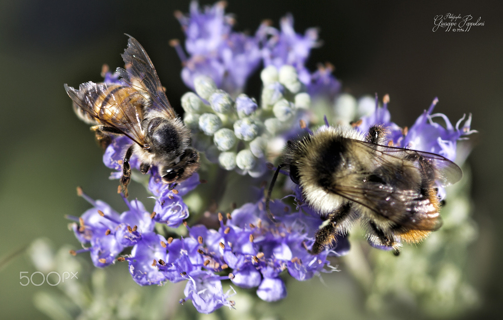 Canon EOS 60D + Sigma 105mm F2.8 EX DG Macro sample photo. Insect photography