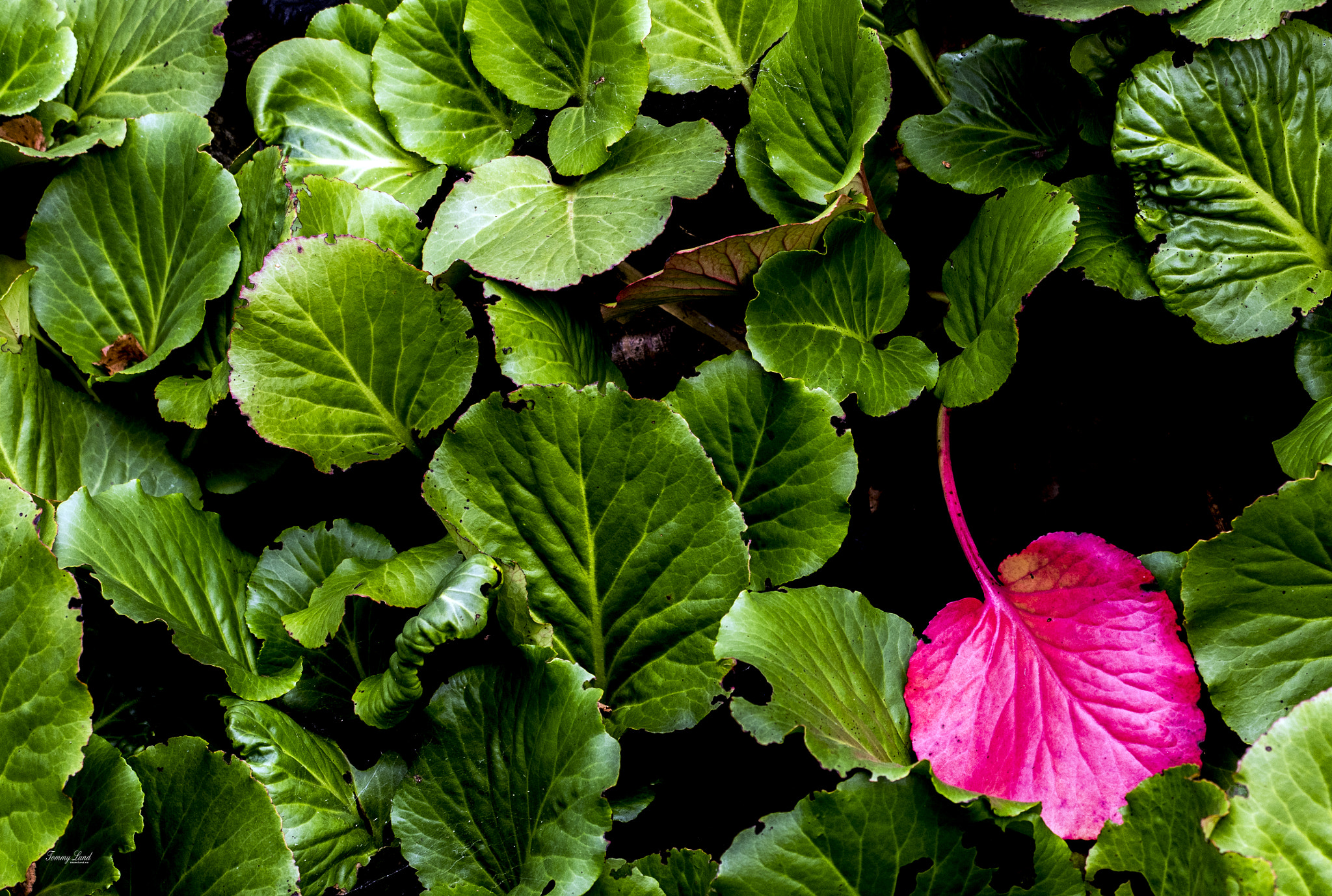 Sigma 150mm F2.8 EX DG OS Macro HSM sample photo. One red photography