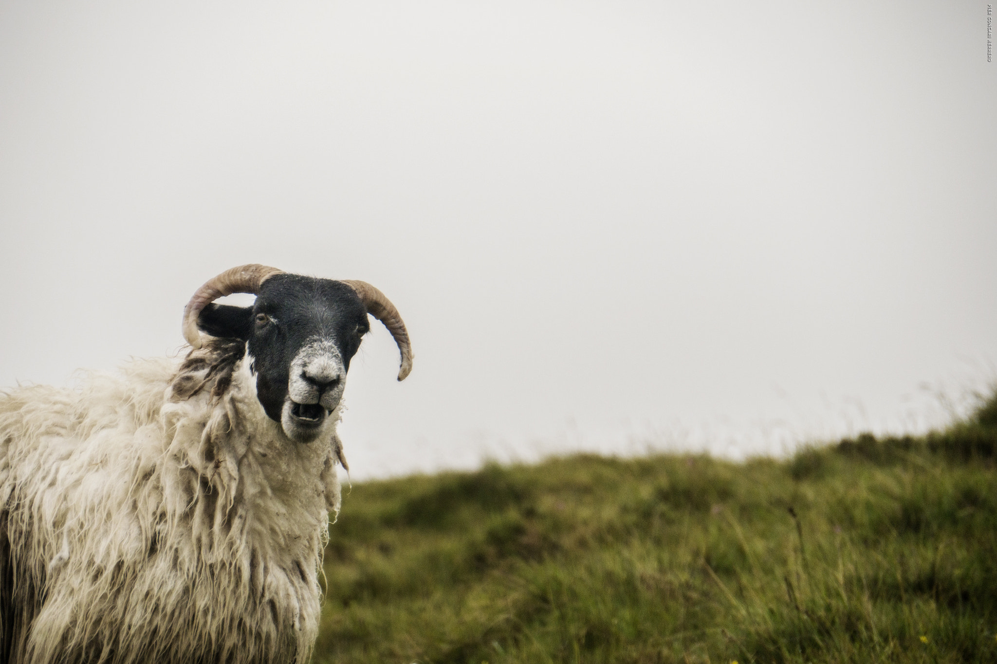 Panasonic Lumix DMC-GH2 sample photo. Whattsup goat photography