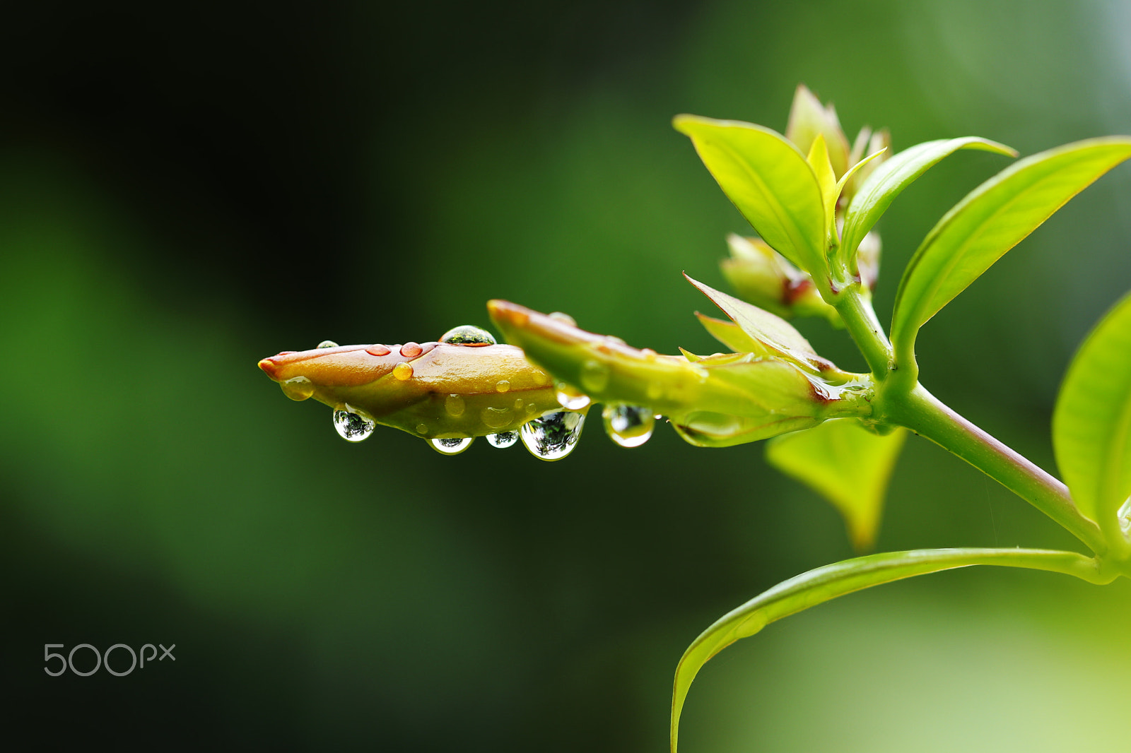 Canon EOS 80D + Canon EF 100mm F2.8L Macro IS USM sample photo. Rainy morning! photography