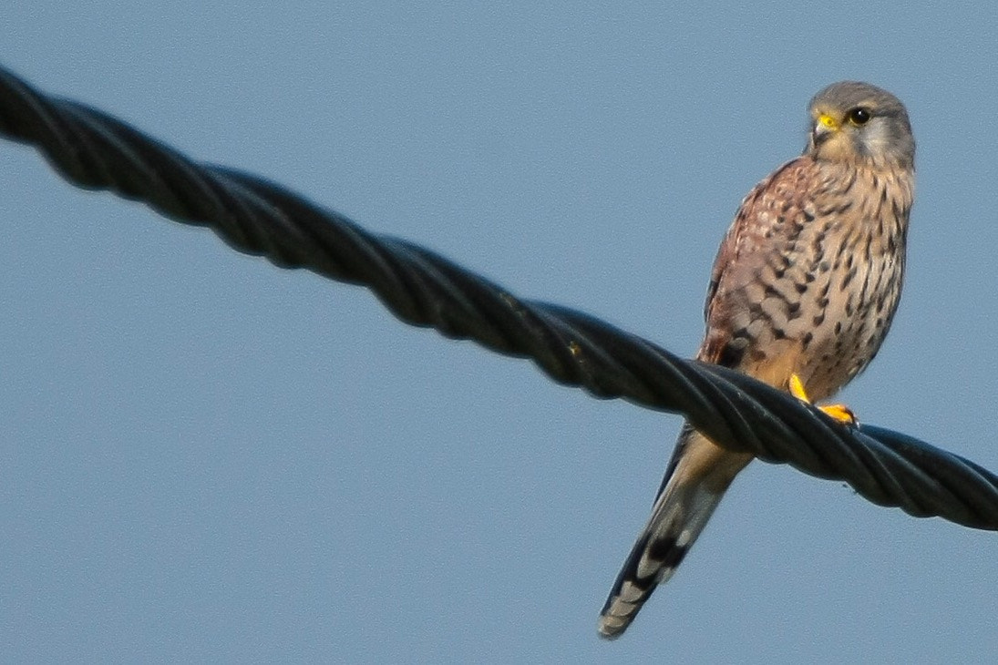 Canon EOS-1Ds Mark III sample photo. Kestrel photography