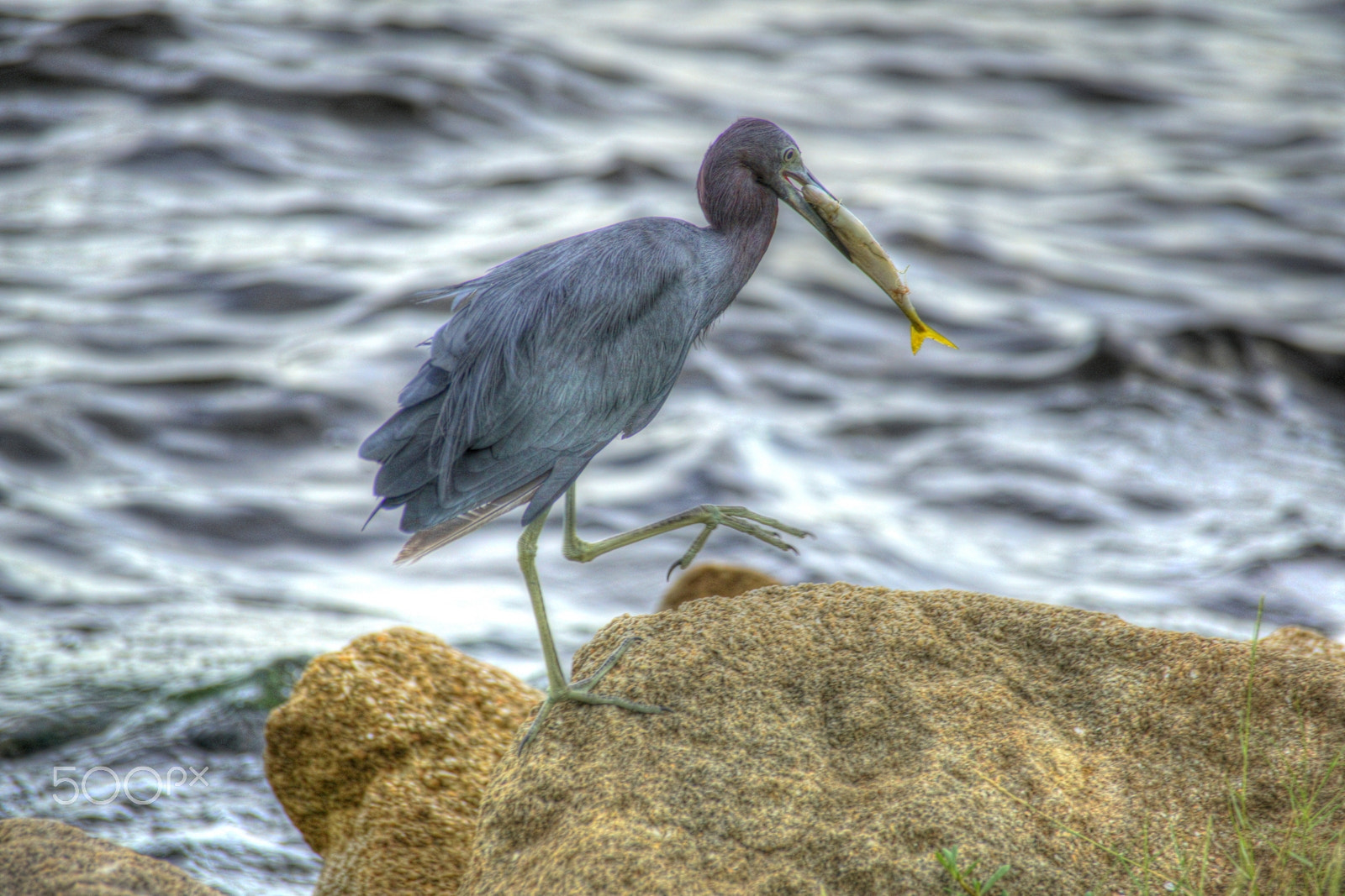 Sony DT 55-300mm F4.5-5.6 SAM sample photo. Fisshing photography