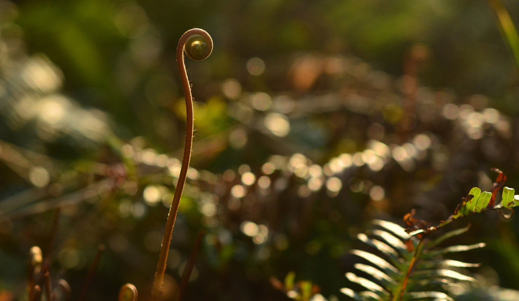 ZEISS Makro-Planar T* 50mm F2 sample photo. My hometown photography